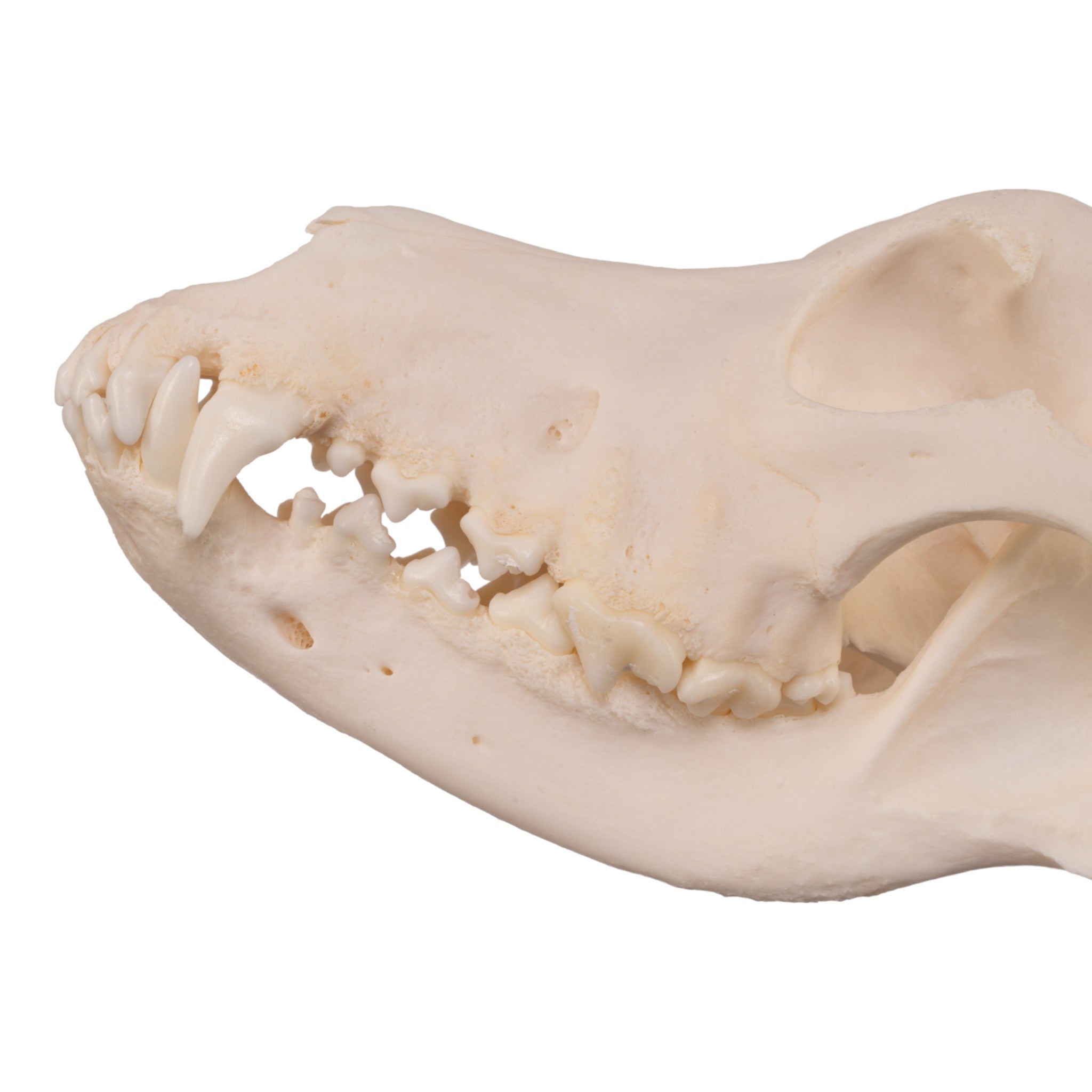 Authentic Alaskan Malamute Dog Skull - Real Domestic Canine Specimen for Veterinary Study, Taxidermy & Educational Display