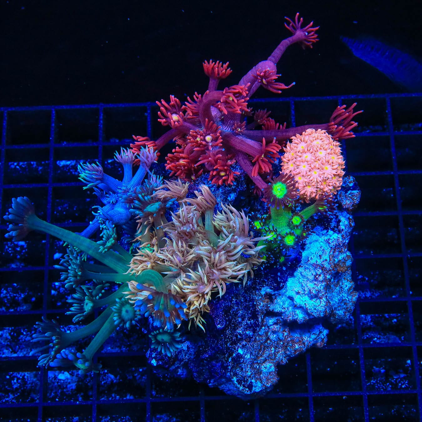 Vibrant Rainbow Goniopora Coral for Saltwater Aquariums - Perfect for Reef Tanks & Marine Displays