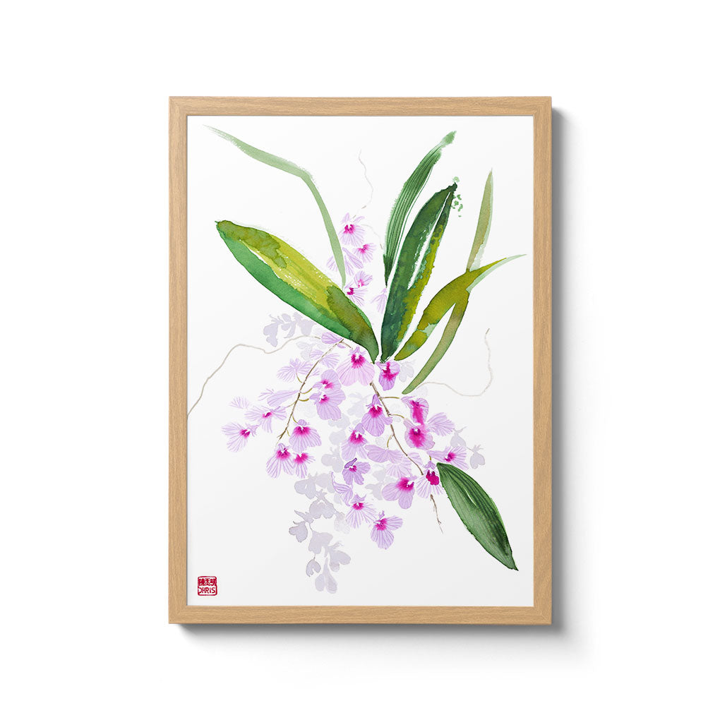 Ionopsis Utricularioides Orchid - Exotic Live Plant for Home & Office Decor | Perfect for Indoor Gardens, Terrariums & Floral Arrangements