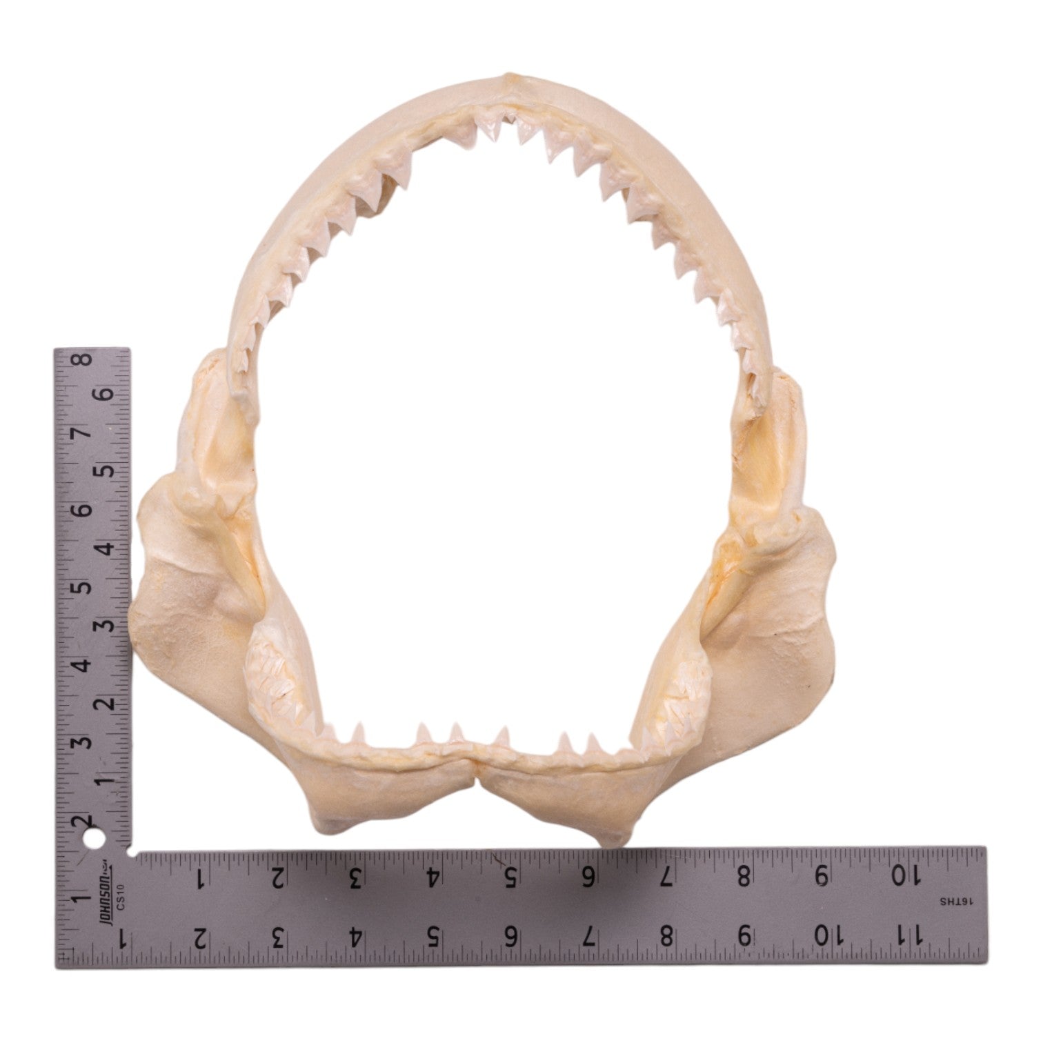 Authentic Pigeye Shark Jaw - 9.1 Inches - Rare Marine Specimen for Collectors, Science Education & Home Decor