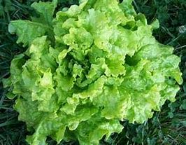 24,000 Organic Black Seeded Simpson Lettuce Seeds for Microgreens & Baby Greens - Non-GMO, Heirloom Variety for Hydroponics, Indoor Gardening & Salad Mixes