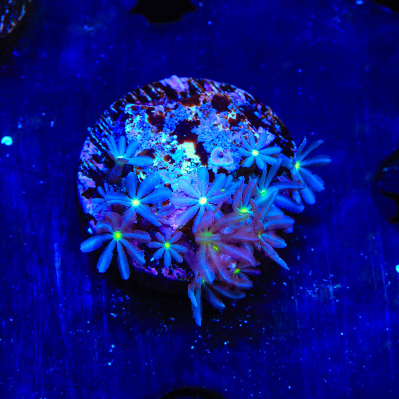 Premium Daisy Polyps Coral for Saltwater Aquariums - Vibrant Live Coral for Reef Tanks, Nano Tanks & Marine Aquascaping | Easy to Care & Fast Growing Coral Frags