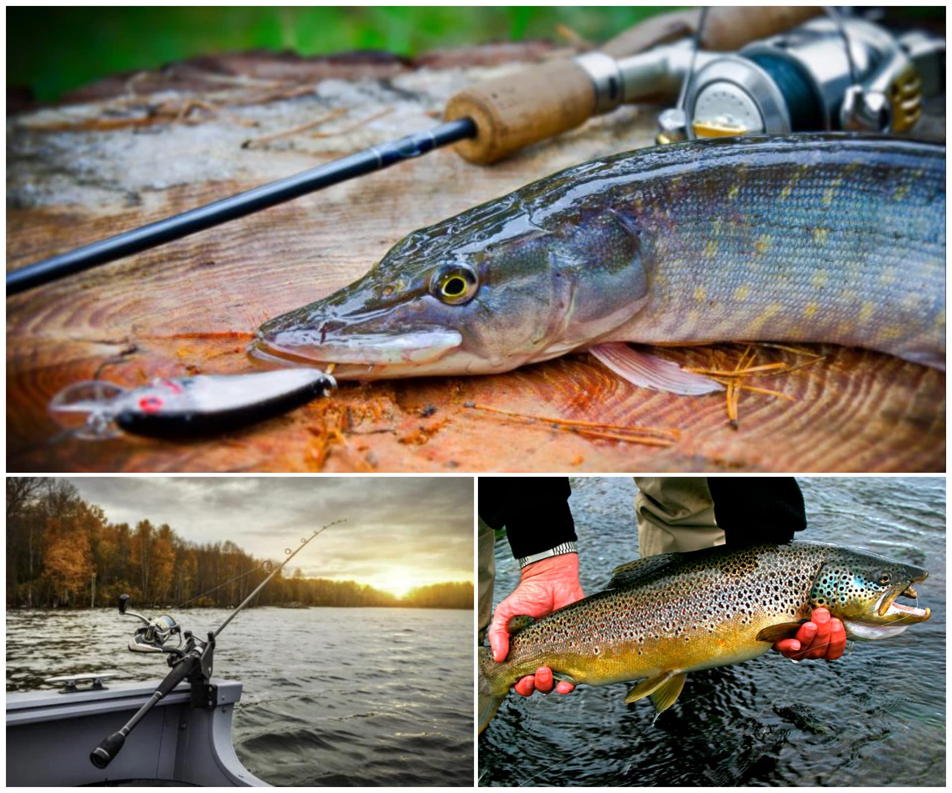 Black & Yellow Tail 15-11