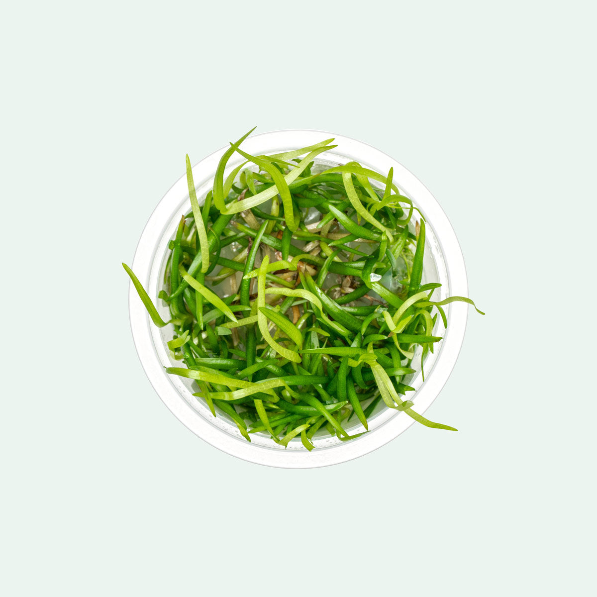 Vallisneria Spiralis Live Aquarium Plants - Freshwater Aquatic Plants for Fish Tanks, Ponds & Aquascaping (5 Pack) | Easy to Grow, Low Maintenance, Oxygenating Water Plants for Beginners & Experts