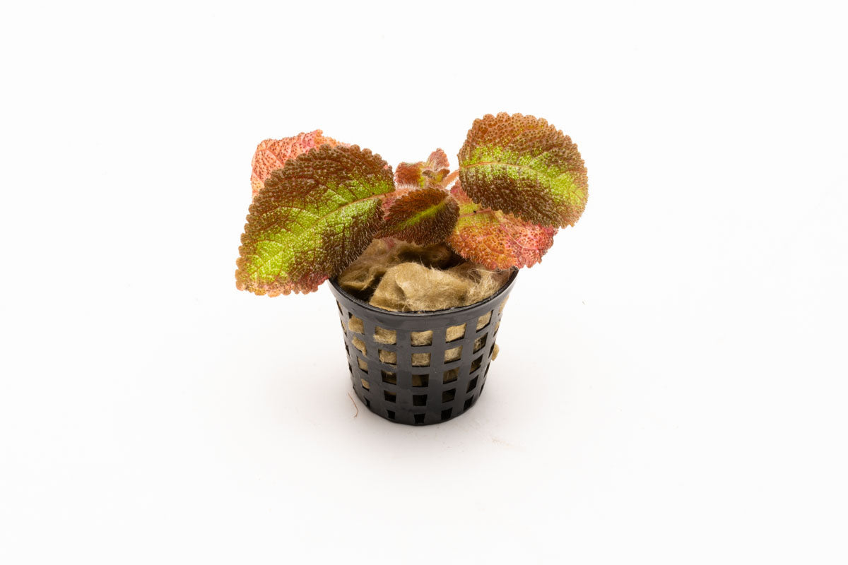 Episcia Emerald Velvet Plant - Live Houseplant for Indoor Decor, Low Light & Shade Gardens - Perfect for Home, Office, or Gift Giving