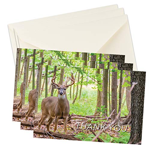 Deer Forest