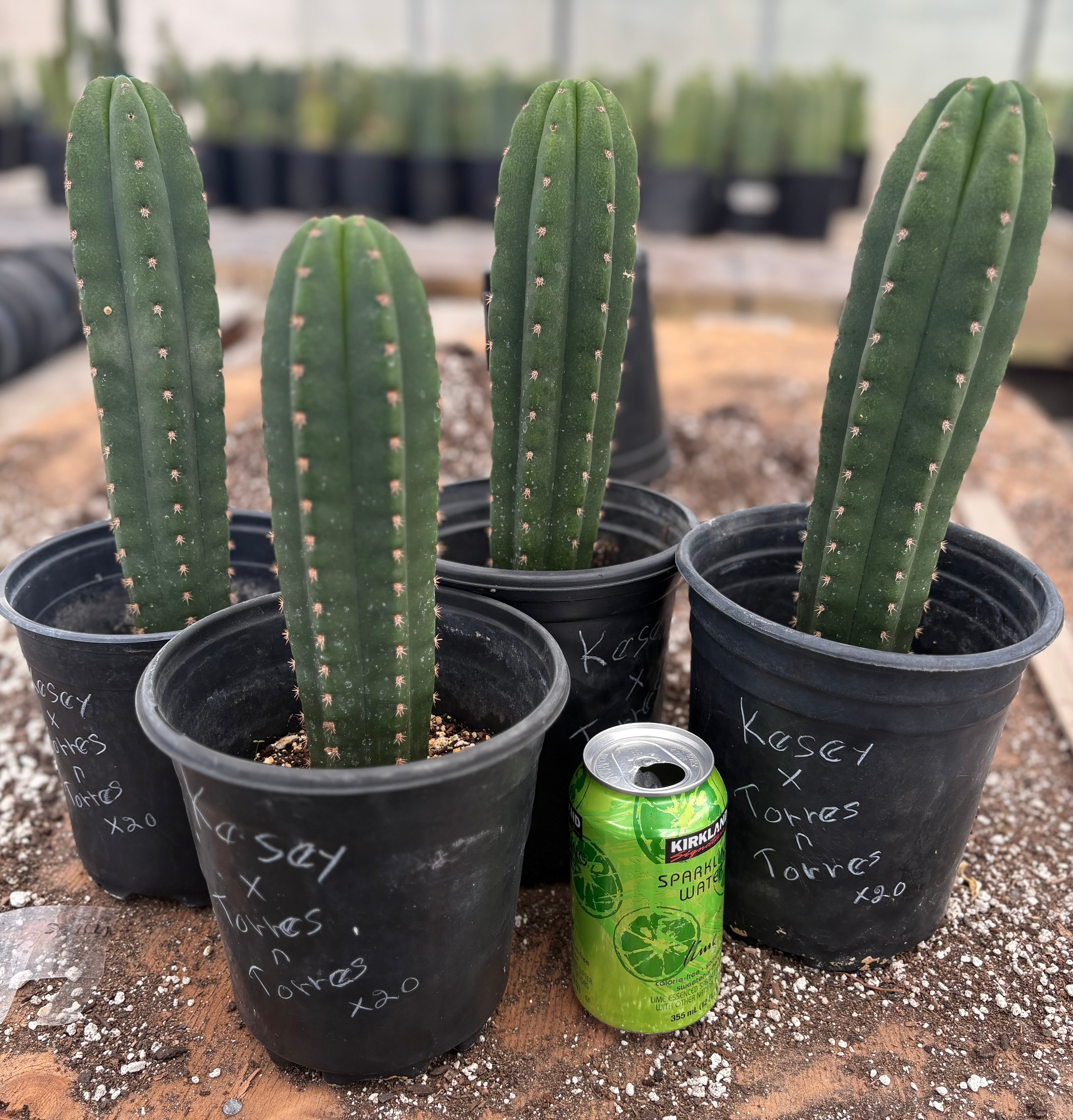 EC199 Trichocereus Scopulicola Kesey X Pachanoi Torres Cactus (9-12 Inch) - Rare Collectible Cactus for Home Decor & Desert Landscaping