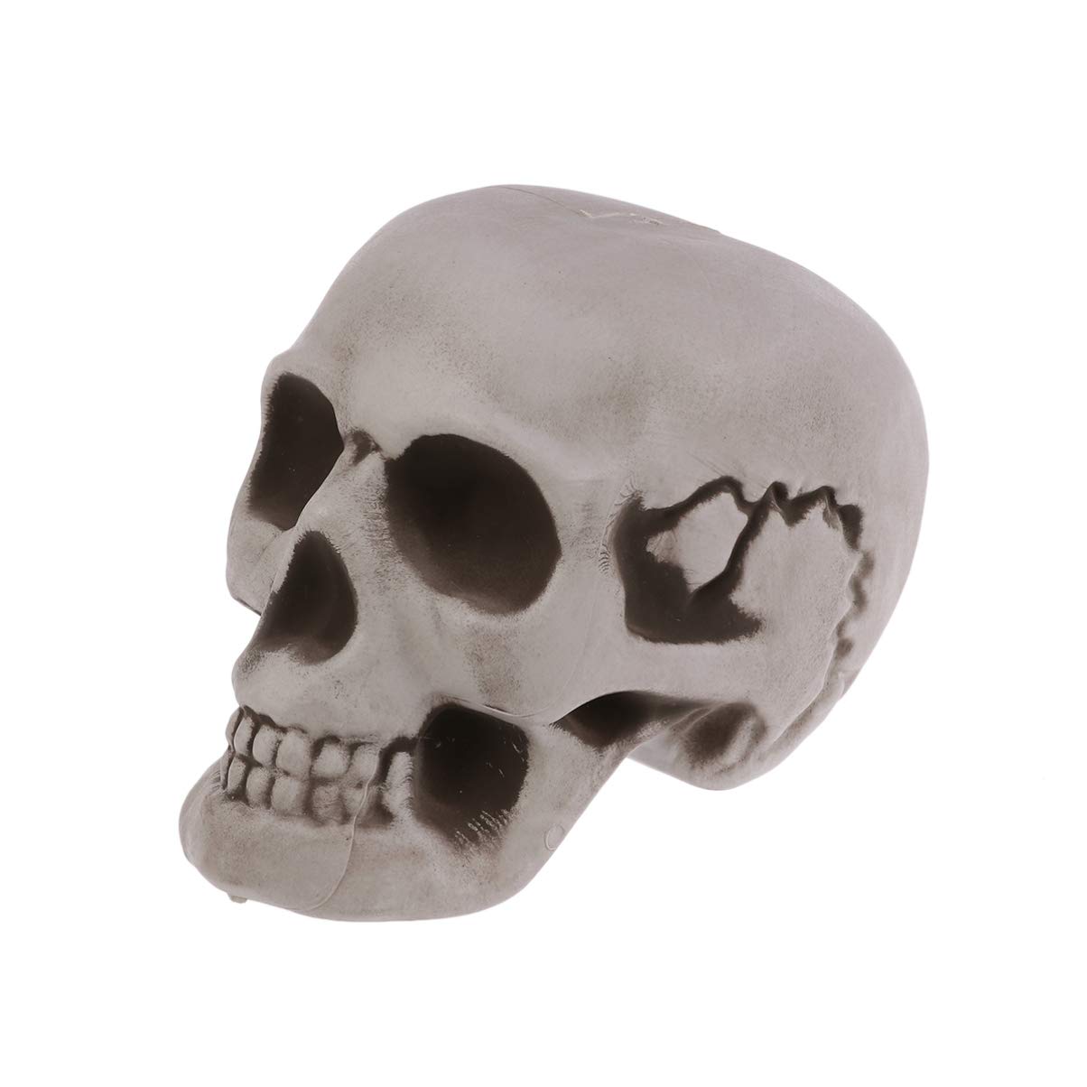 SEWACC 6-Piece Halloween Skeleton Skull Set - Realistic Bone Head Models for Ghost House Decor, Party Supplies & Tabletop Displays | Perfect for Halloween Parties, Haunted Houses & Spooky Home Decor