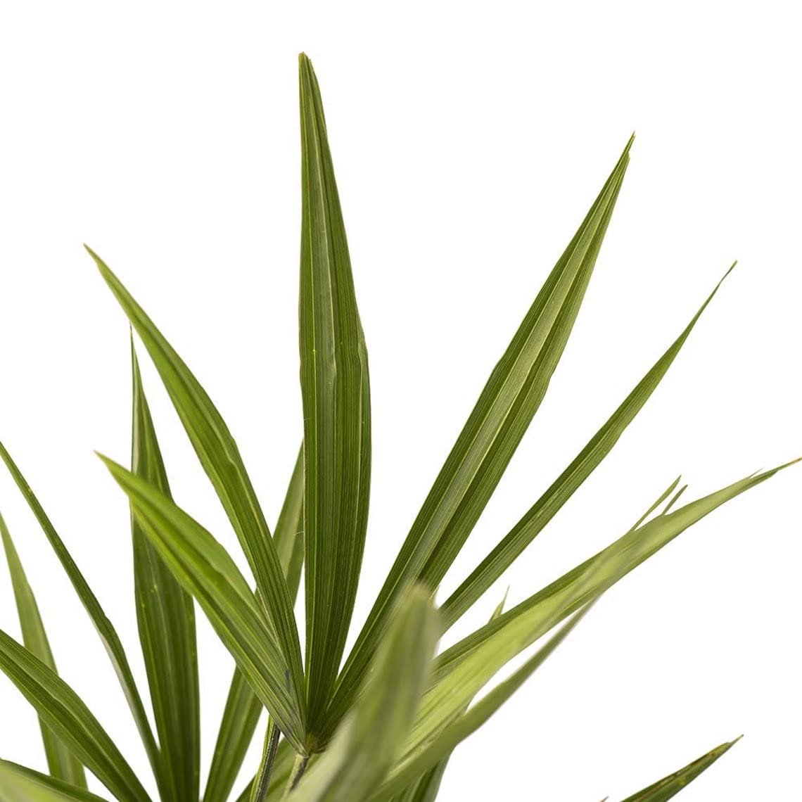 Windmill Palm Tree 3-Pack (4 Pots) - Cold Hardy & Drought Tolerant Tropical Plant for Outdoor Landscaping | Easy Care Live Palm for Patio, Poolside & Garden Decor | Perfect for USDA Zones 7-11