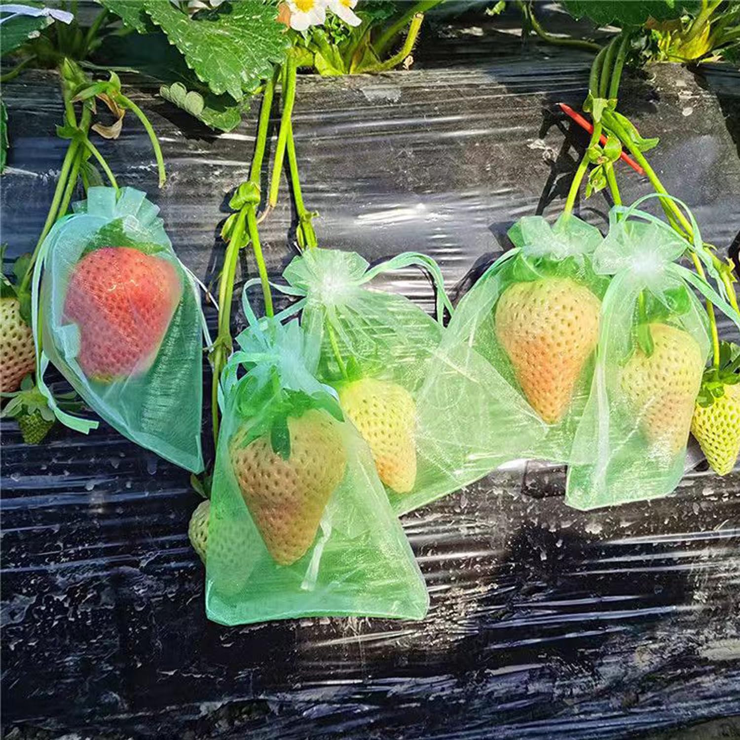 30 Pcs 3.9
