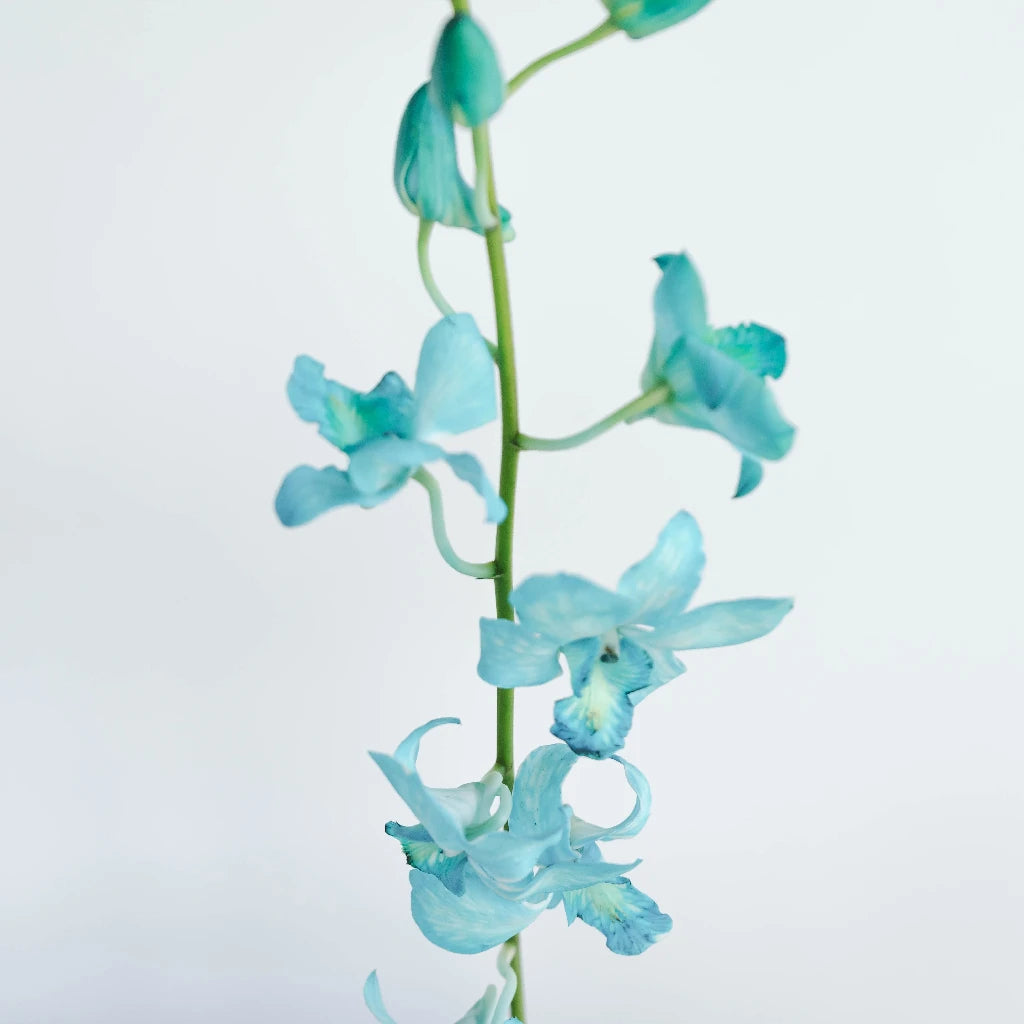 Blue Dendrobium Orchids - Fresh Cut Flowers for Home Decor, Weddings & Events | Elegant Floral Arrangements & Gifts
