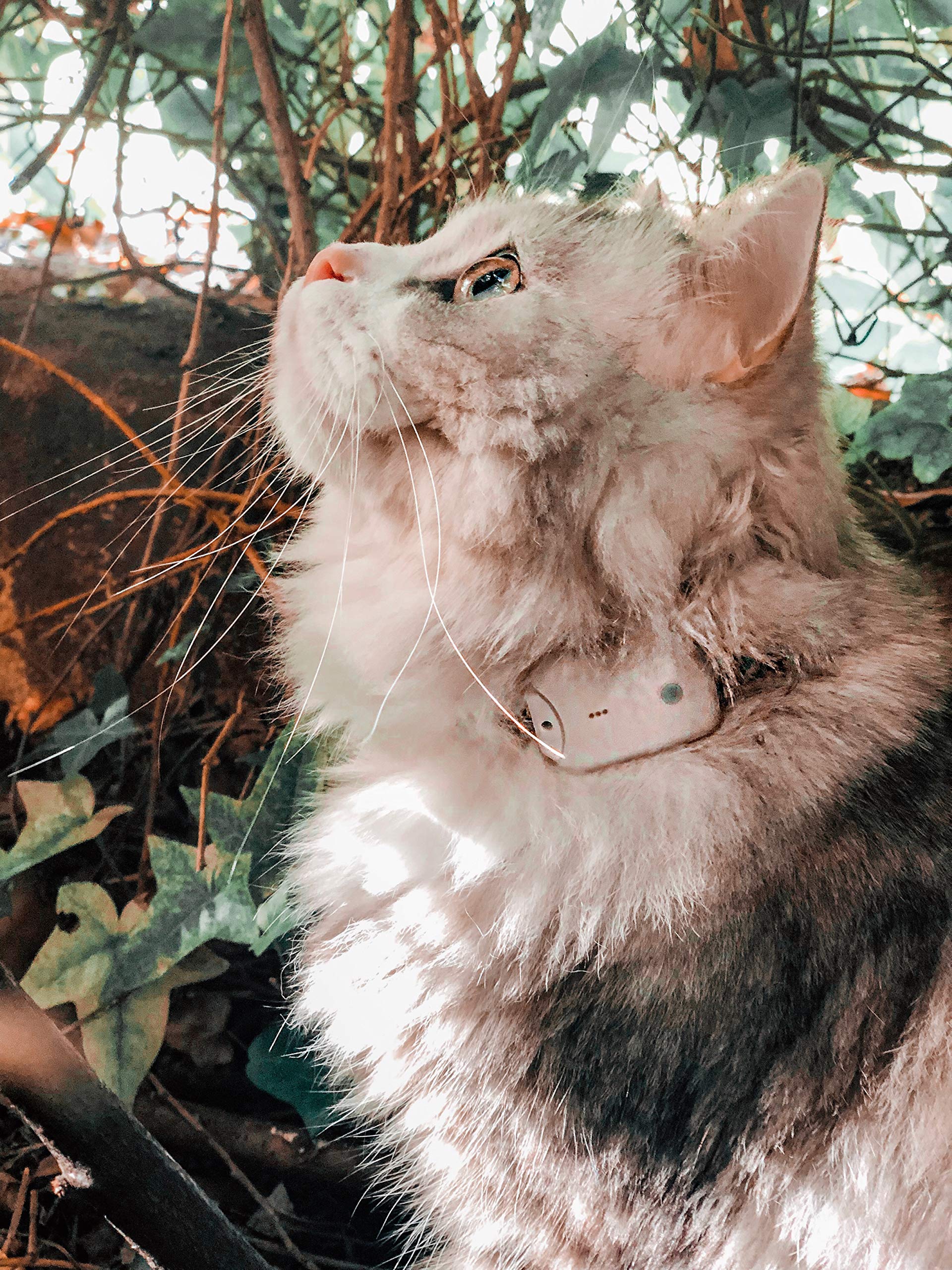 Girafus Pro-Track-tor Pet Tracker - Long Range Cat & Dog GPS Locator (1600 ft), Ultra-Lightweight (0.28oz) Safety Device for Small Pets - Perfect for Outdoor Adventures, Hiking & Lost Pet Recovery
