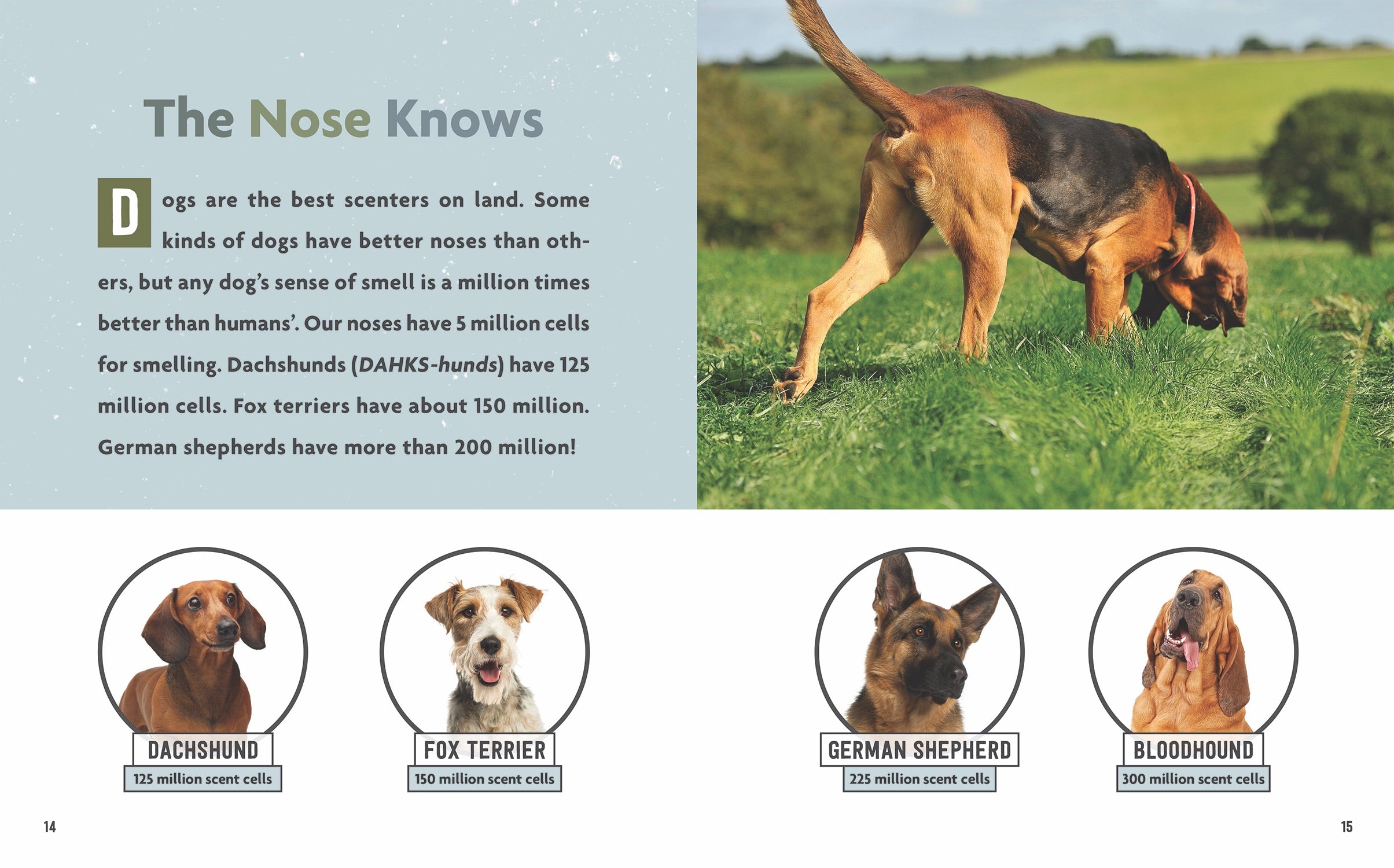 Dog's Life: Experience the World Through Your Dog's Senses - Perfect for Pet Owners & Animal Lovers