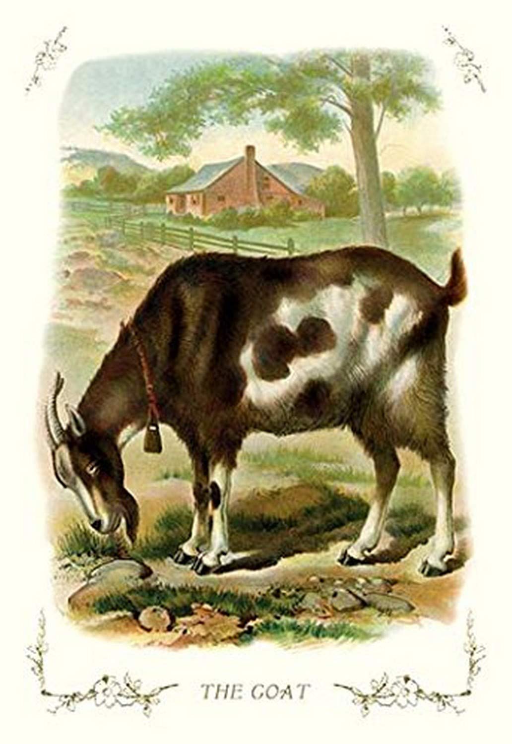 Buyenlarge 'The Goat' Vintage Art Paper Poster - 20x30 Inches - Perfect for Home Decor, Office Wall Art & Gift Ideas