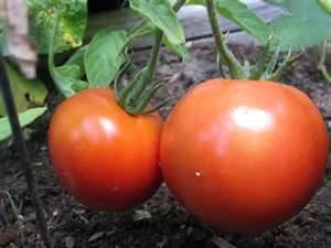 Fresh Vine-Ripened Tomatoes - Juicy & Flavorful Organic Tomatoes per Pound - Perfect for Salads, Sauces & Healthy Cooking