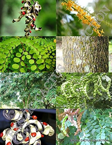 Exotic Red Sandalwood Seeds (Adenanthera Pavonina) - 50 Rare Red Bead Wood Saga Tree Seeds for Jewelry Making, Gardening & Home Decor