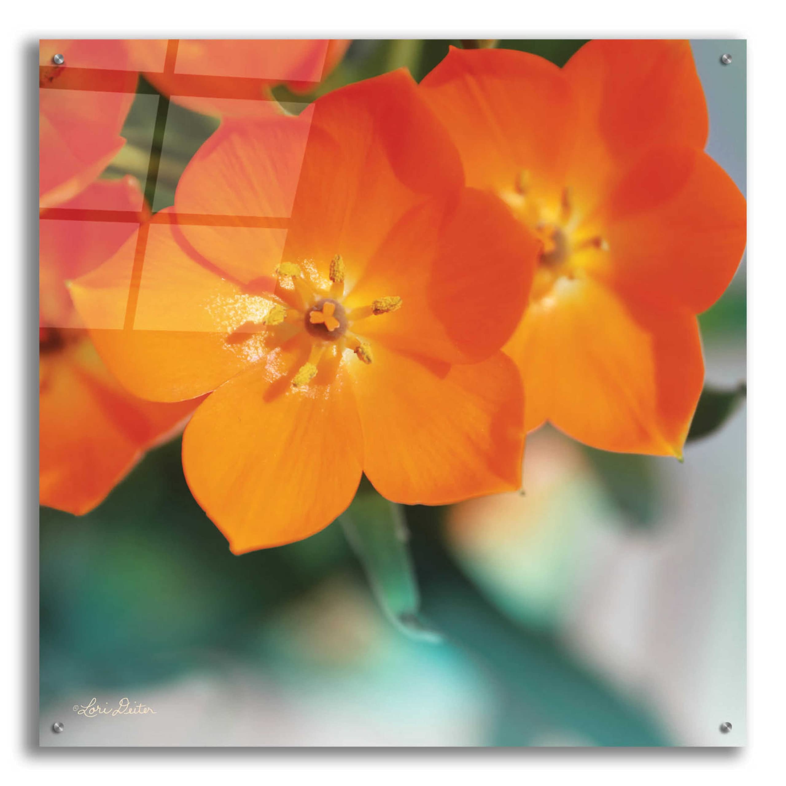 Floral Pop III by Lori Deiter - 36x36 Inch Vibrant Acrylic Glass Wall Art Decor - Modern Floral Painting for Living Room, Bedroom & Office