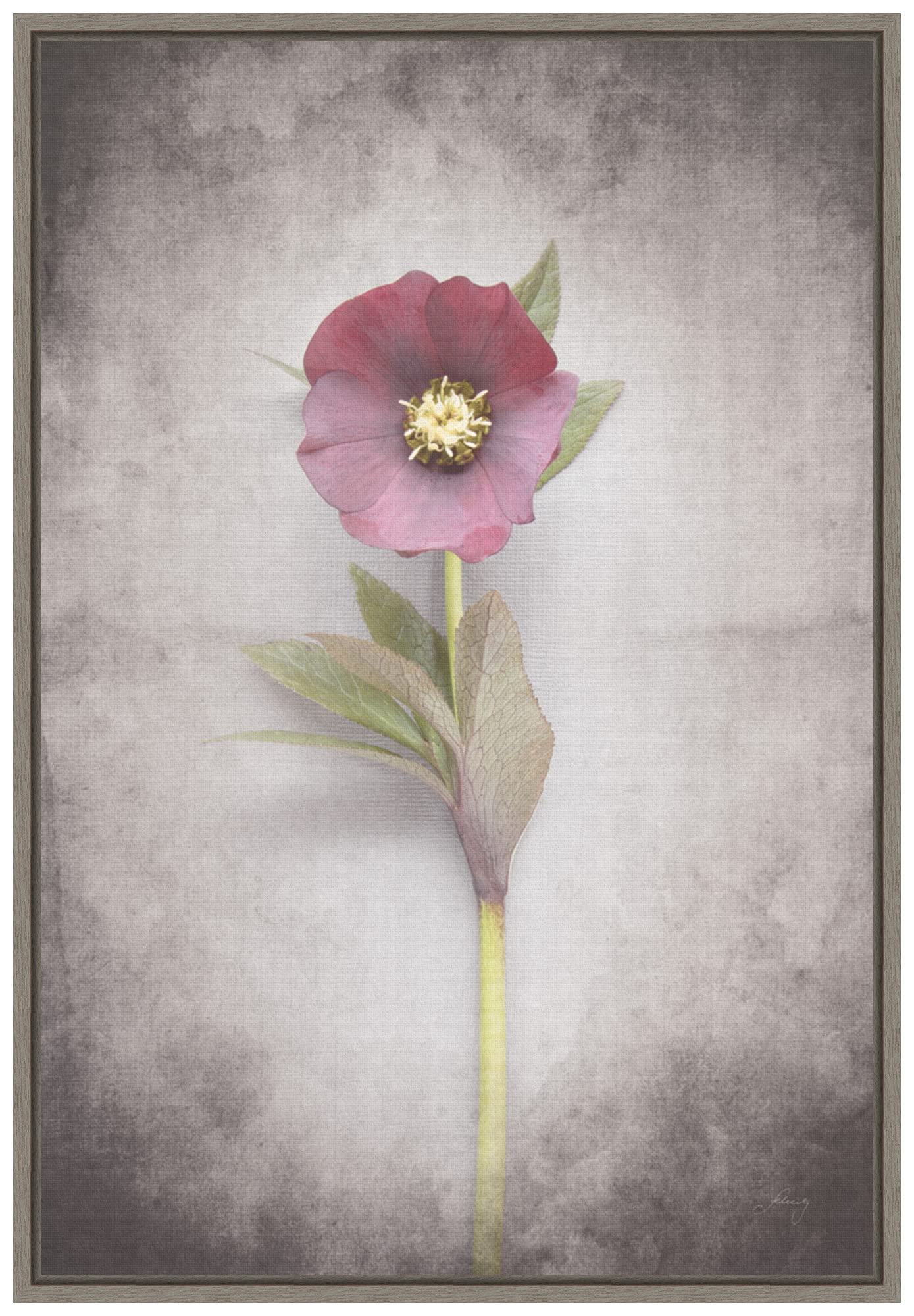 Amanti Art Framed Canvas Wall Art Print - Vintage Hellebore Study VI by Felicity Bradley, 16x23 Inches, Sylvie Greywash Frame - Perfect for Living Room, Bedroom & Office Decor