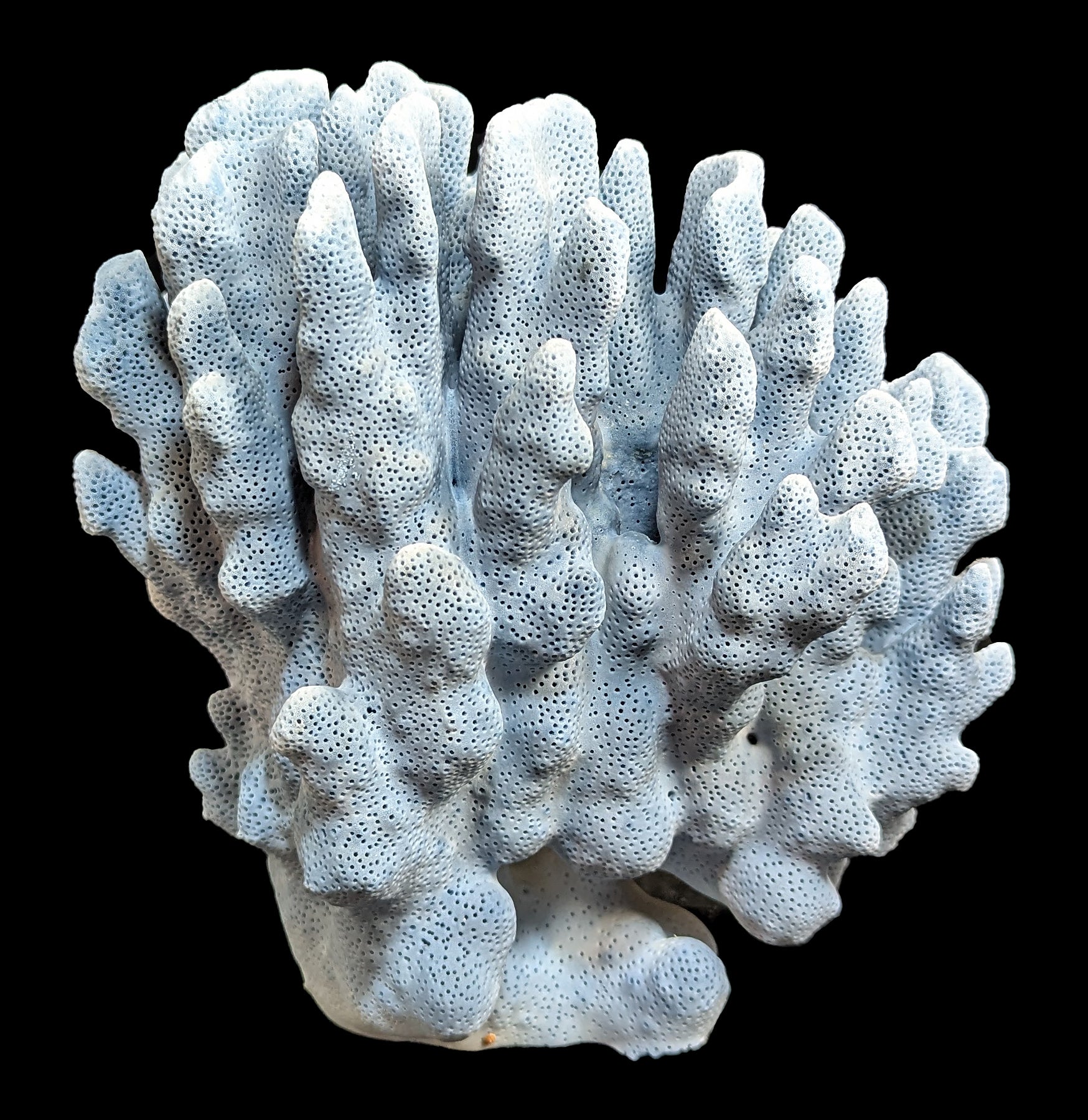 Premium Blue Heliopora Coerulea Coral for Saltwater Aquariums - Vibrant Live Coral for Reef Tanks & Marine Aquascaping