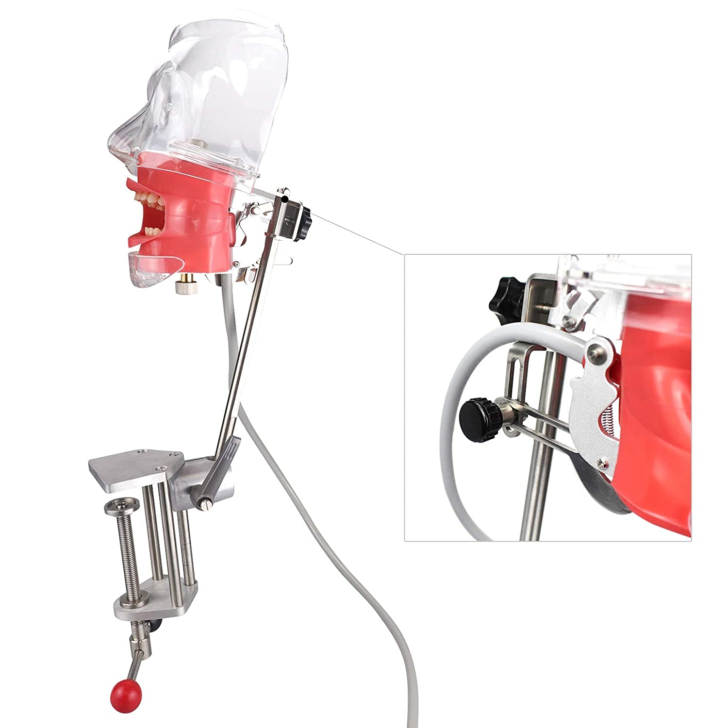 Dental Simulator Manikin Phantom Head - Plastic Educational Teeth Model with Bench Mount for Dental Training & Practice | Perfect for Dental Schools, Clinics & Lab Demonstrations