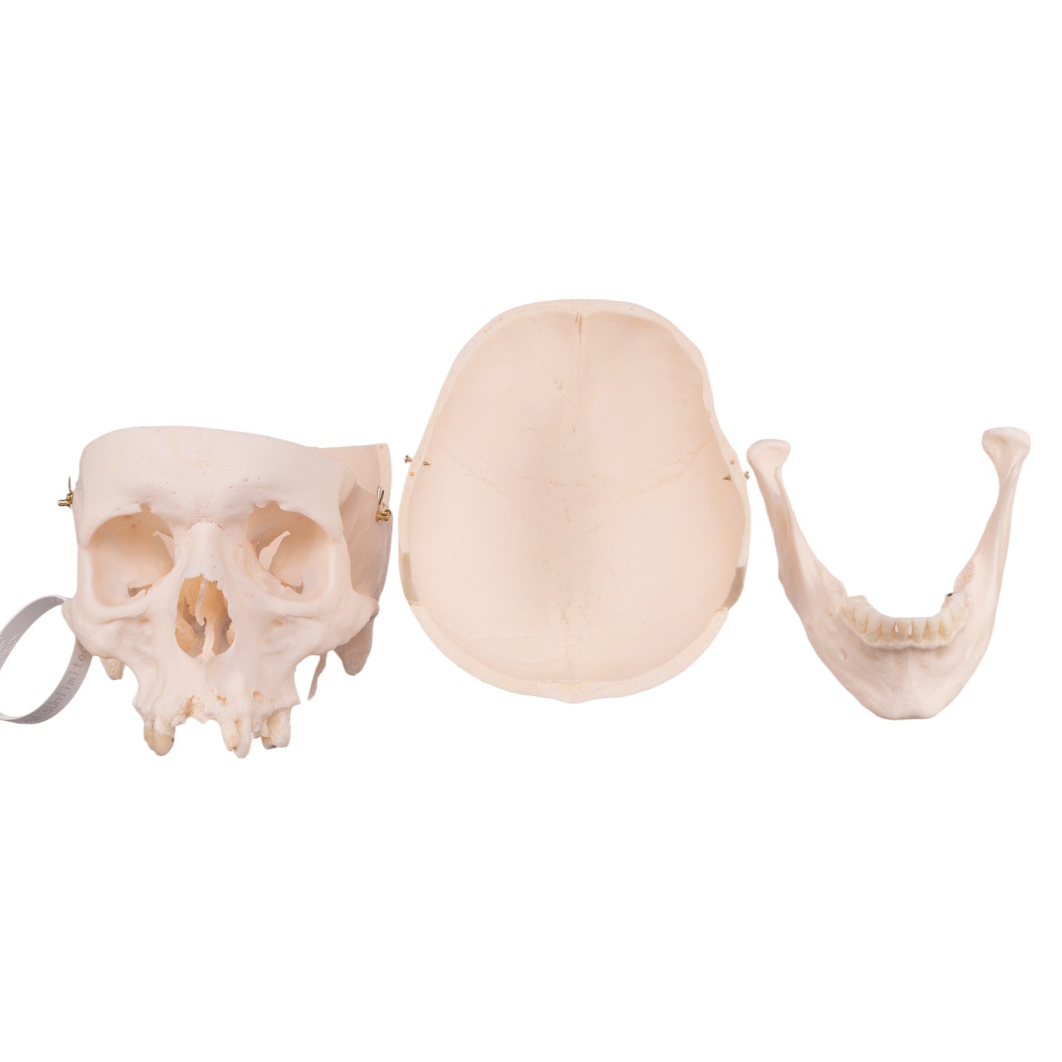 Authentic Human Skull Model for Medical Research & Education - Perfect for Anatomy Studies, Classroom Demonstrations & Halloween Decor