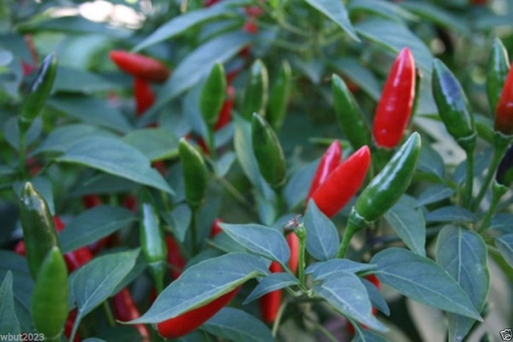 African Bird’s Eye Chili Seeds (100 Count) - Malawi Piri Piri Hot Pepper, African Devil Chili - Perfect for Home Gardening, Spicy Cooking & Hot Sauce Making