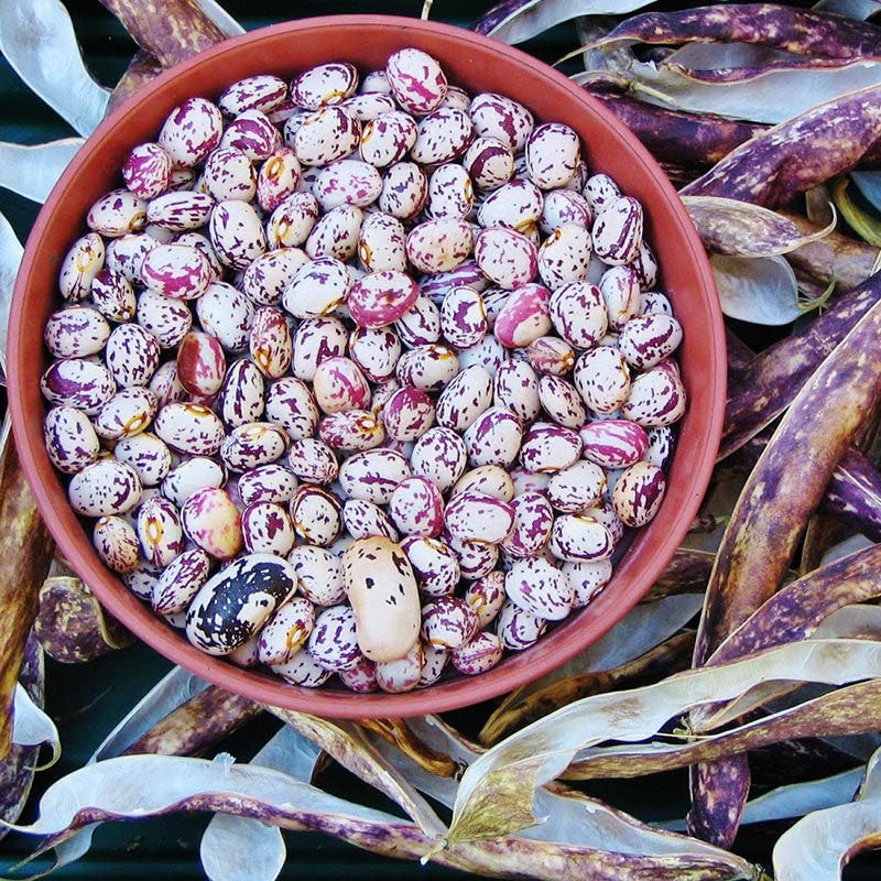 Organic Borlotto Bush Bean Seeds - 1 Pound Non-GMO Heirloom Vegetable Seeds for Easy Container Gardening - Perfect for Home Gardens, Raised Beds & Urban Farming