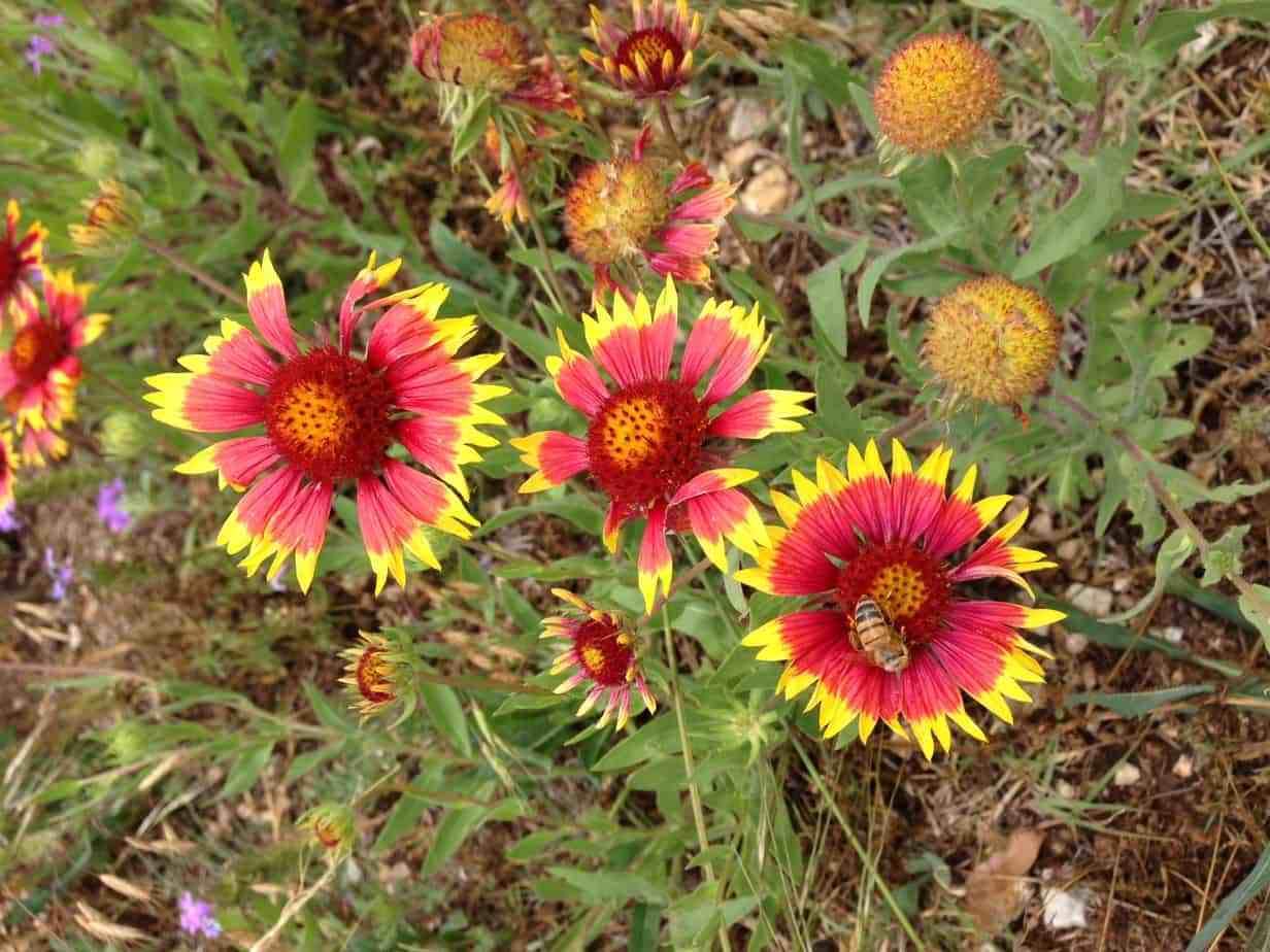 50+ Blanket Flower Seeds for Planting - USA Grown, Ships from Iowa - Attracts Butterflies & Pollinators - Perfect for Gardens, Landscaping & Wildlife Habitats