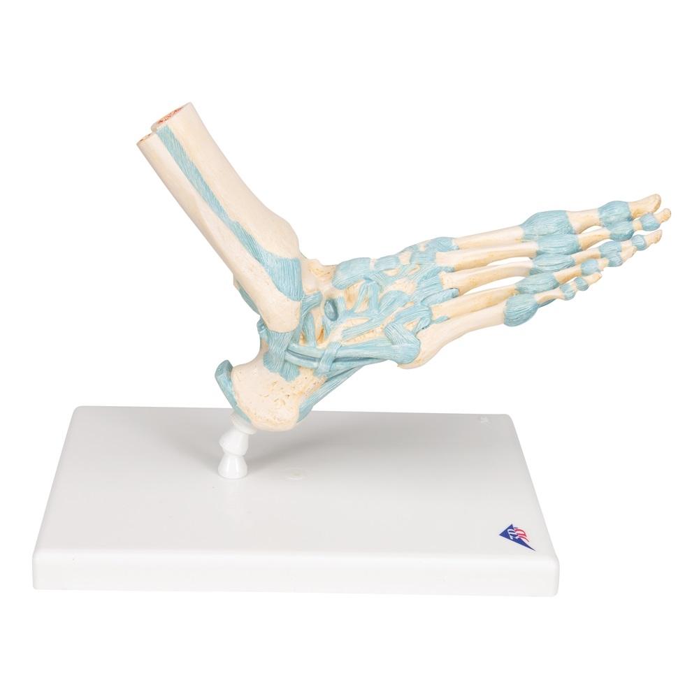 Human Foot Skeleton Model with Ligaments - Anatomical Study Tool for Medical Students, Doctors & Physical Therapists - Perfect for Classroom, Clinic & Home Study