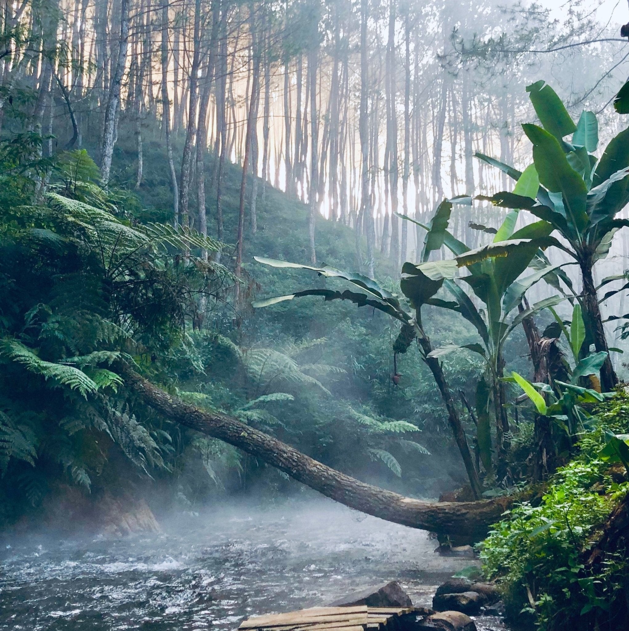 Premium Rain Forest Fragrance Oil - Natural Aromatherapy Essential Oil for Diffusers, Candles & Soaps - Relaxing Spa & Home Scent