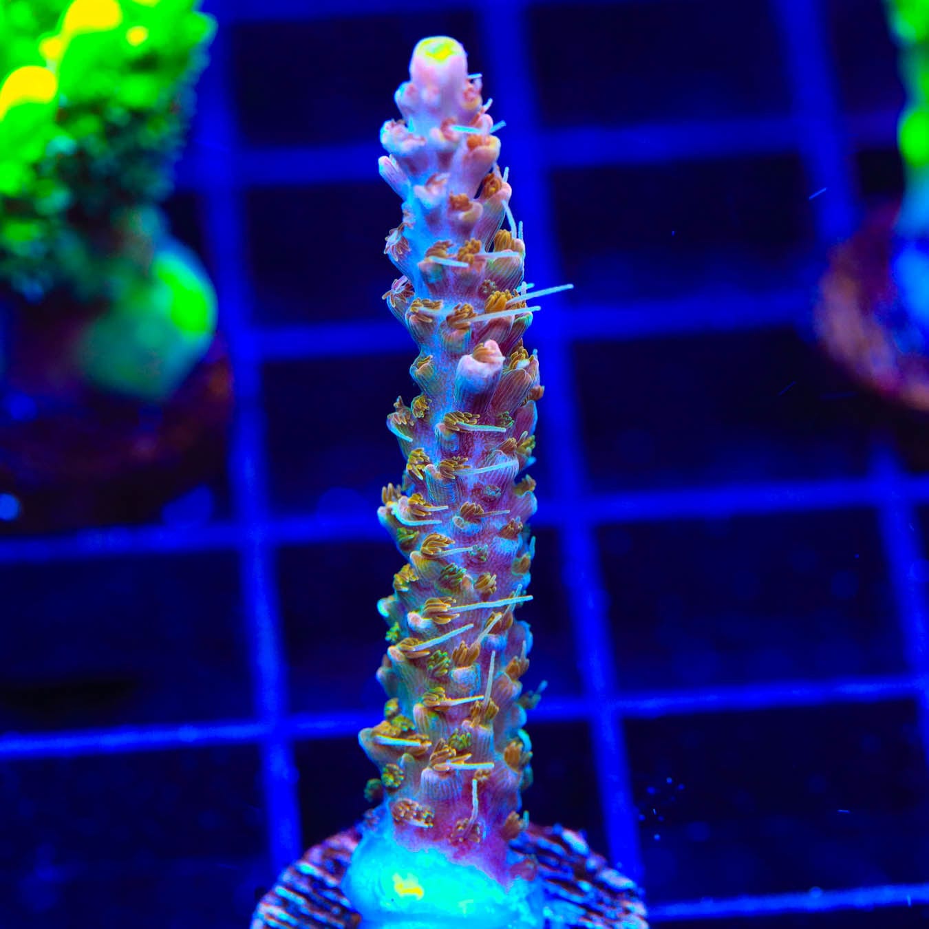 Premium CC Voodoo Majick Acropora Coral for Saltwater Aquariums - Vibrant SPS Coral for Reef Tanks & Marine Aquascaping