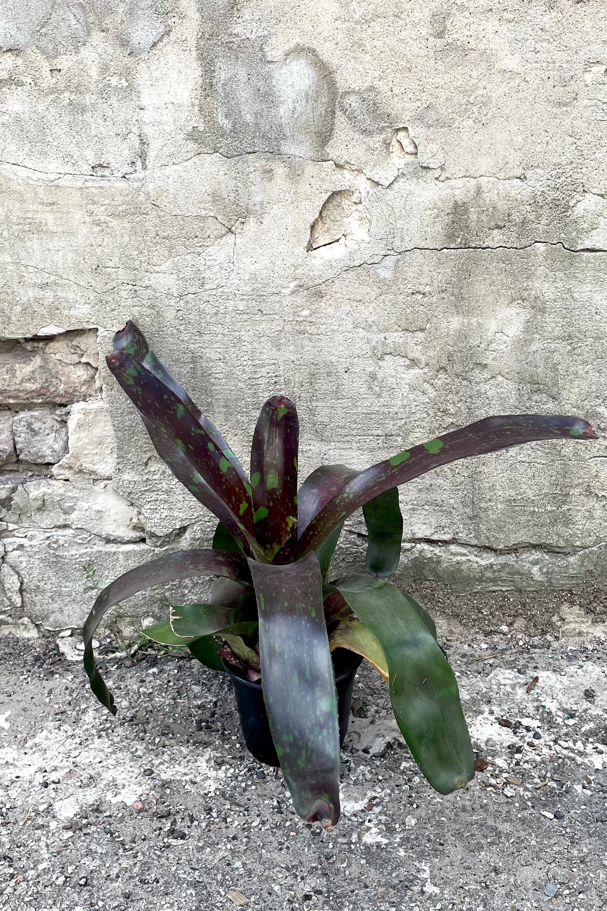 Neoregelia Bromeliad Plant - 6 Inch Tropical Houseplant for Home Decor, Office & Indoor Gardening | Perfect for Tabletop, Shelf & Terrarium Displays
