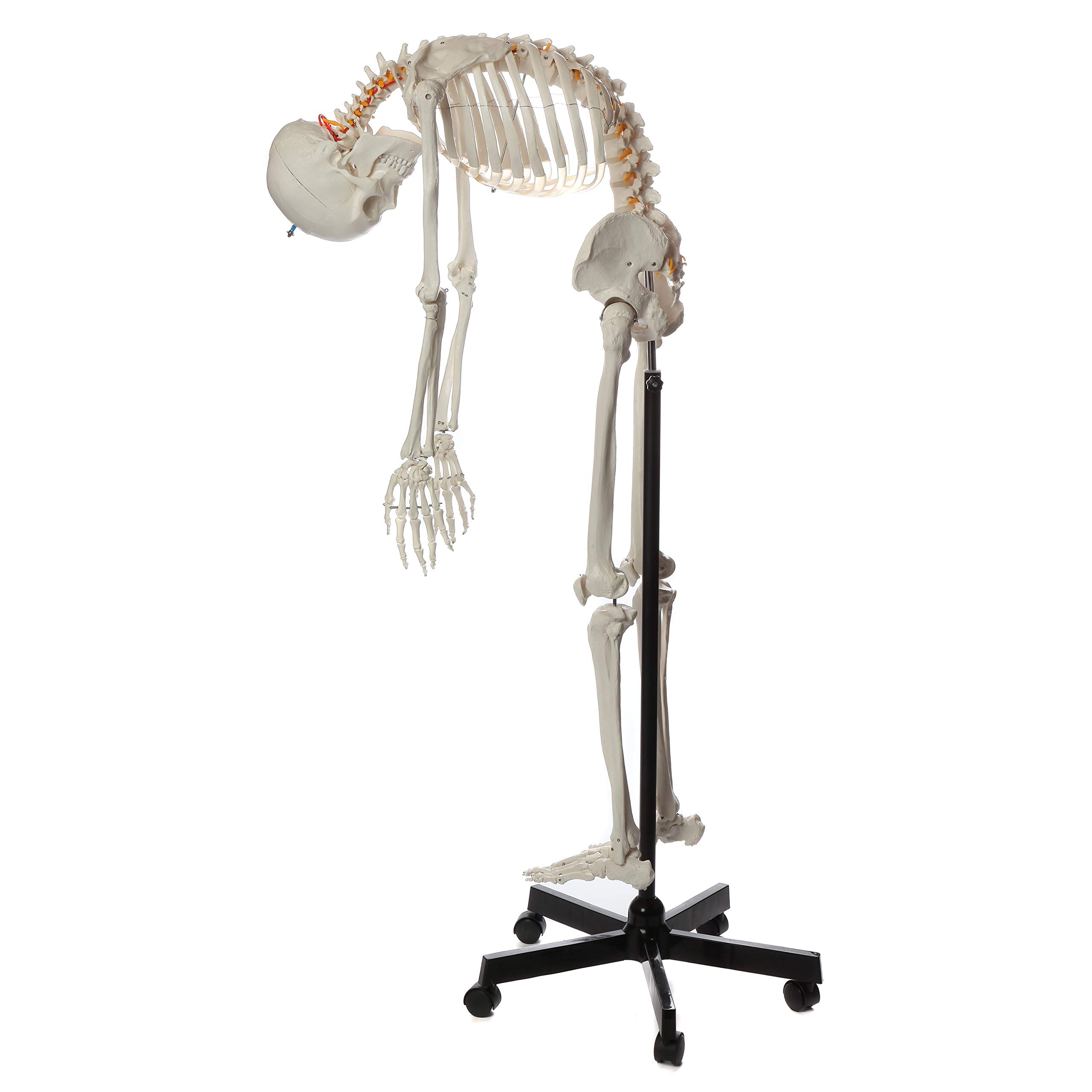 Axis Scientific Life-Size 5'6