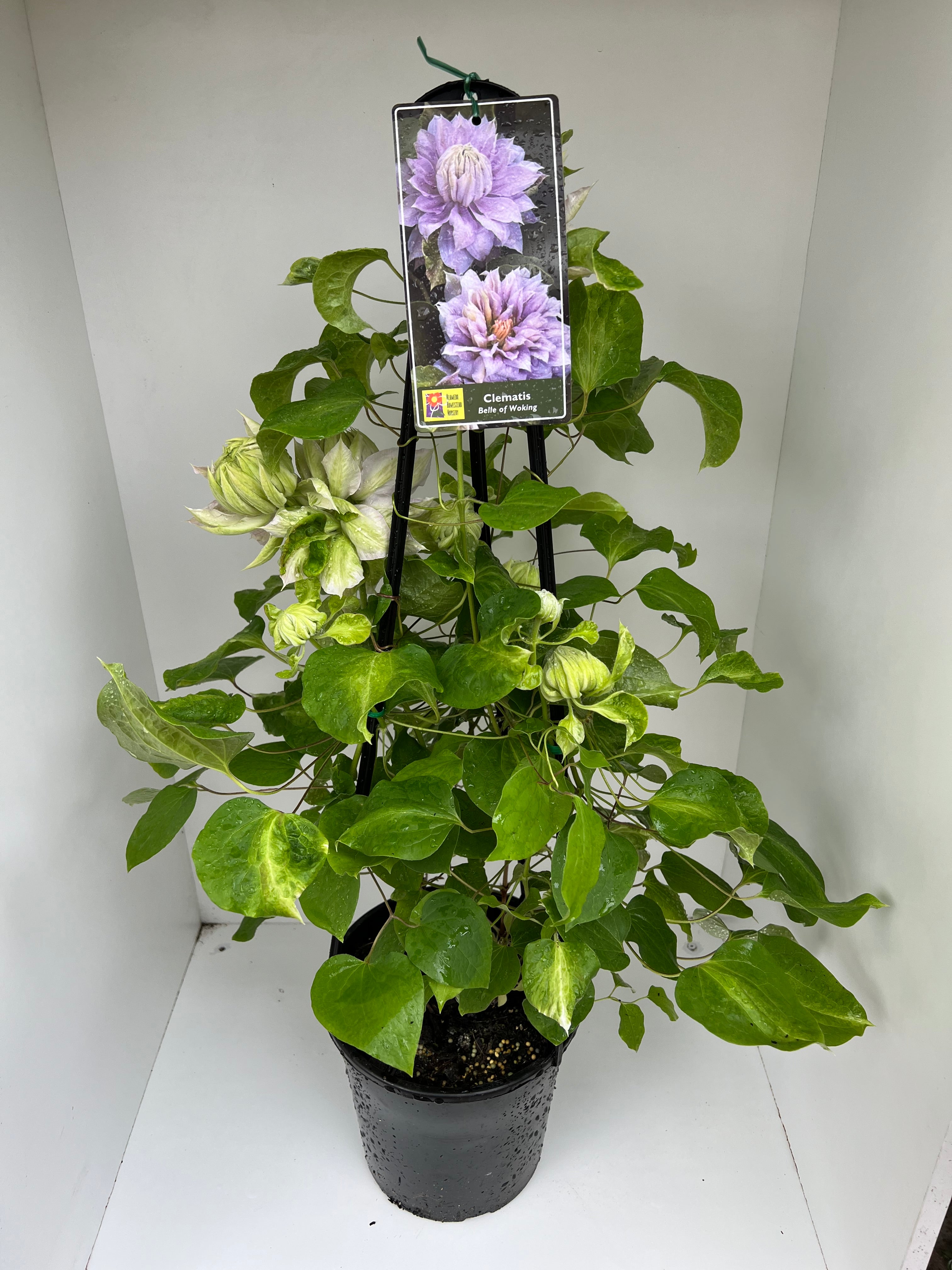 Clematis 'Belle of Woking' - Premium Double Purple Flowering Vine Plant for Garden Trellis & Fence Decoration | Perfect for Outdoor Landscaping, Patio Decor & Vertical Gardening
