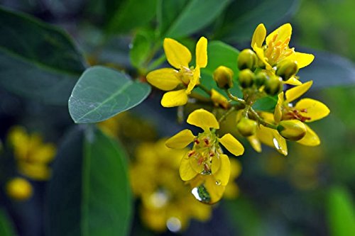 Galphimia Gracilis Seeds (15 Pack) - Rain of Gold, Spray of Gold - Evergreen Shrub Native to Eastern Mexico - Perfect for Landscaping, Garden Borders & Tropical Gardens
