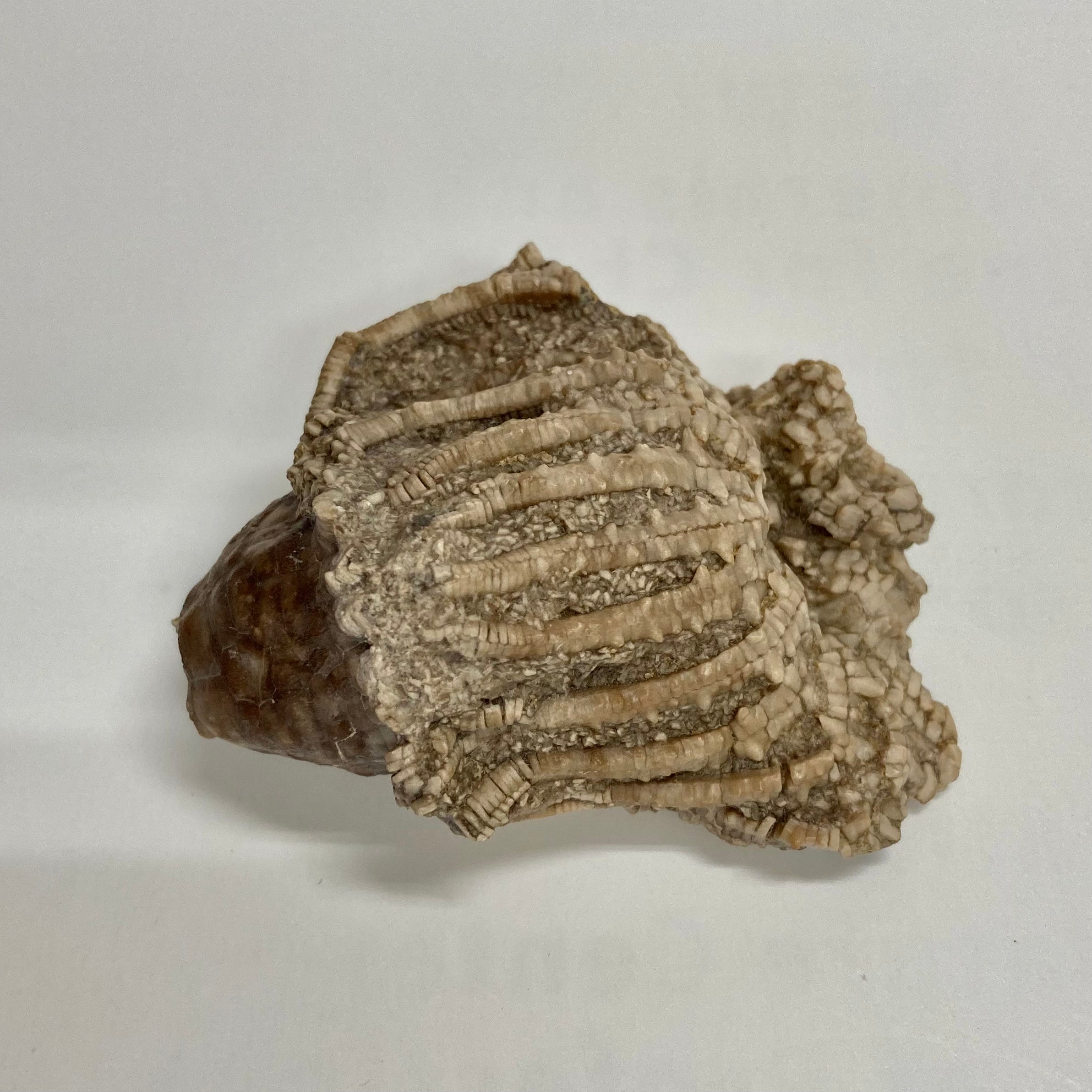 Fossilized Crinoid Eretmocrinus Tentor - Ancient Marine Fossil Specimen for Collectors, Paleontology Study & Home Decor