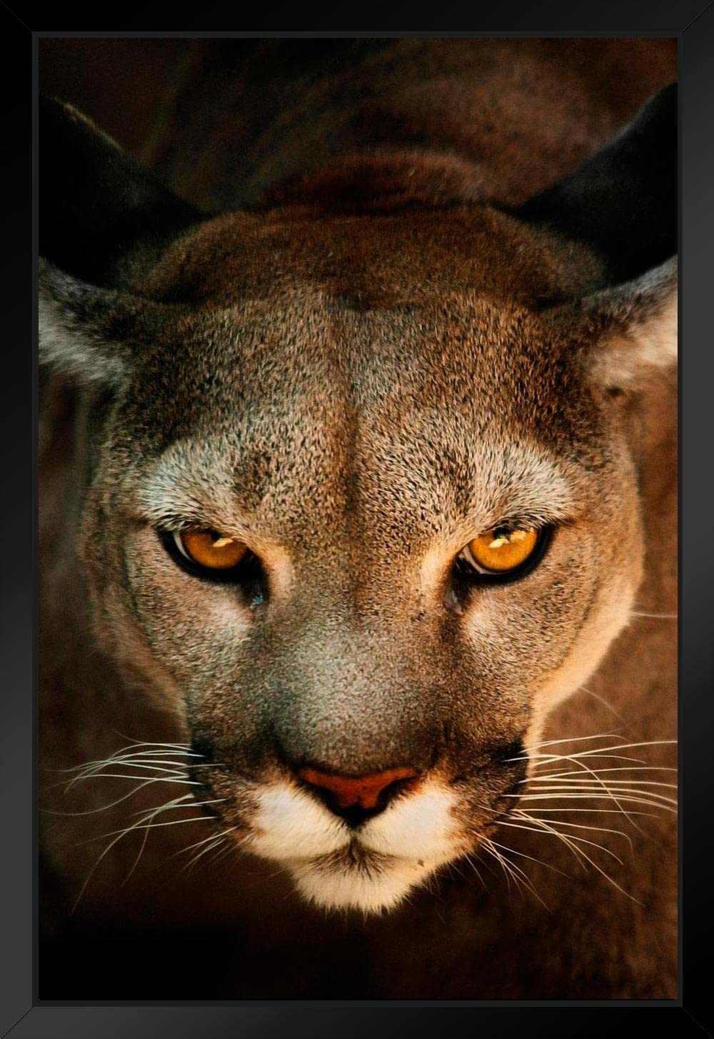 Cougar Close Up Headshot - Panther & Jungle Animal Wall Art - Black Wood Framed Wildlife Poster (14x20) - Perfect for Living Room, Office & Jungle-Themed Decor