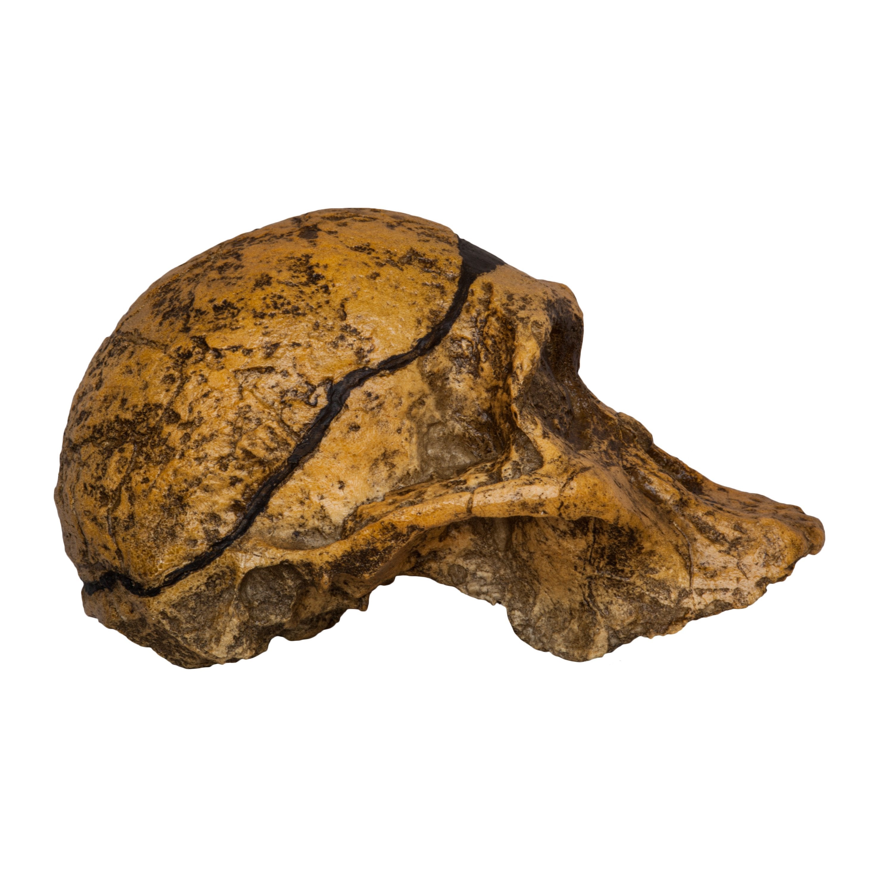 Authentic Replica Mrs. Ples STS 5 Skull - Fossil Hominid Skull Model for Anthropology Study & Science Education Display