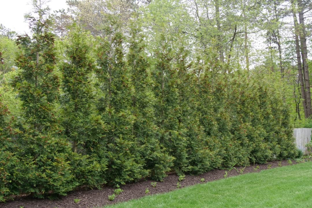 American Pillar Arborvitae & Thuja Occidentalis Live Trees - 10 Quart Pots | Fast-Growing Privacy Hedge & Windbreak | Greenwood Nursery