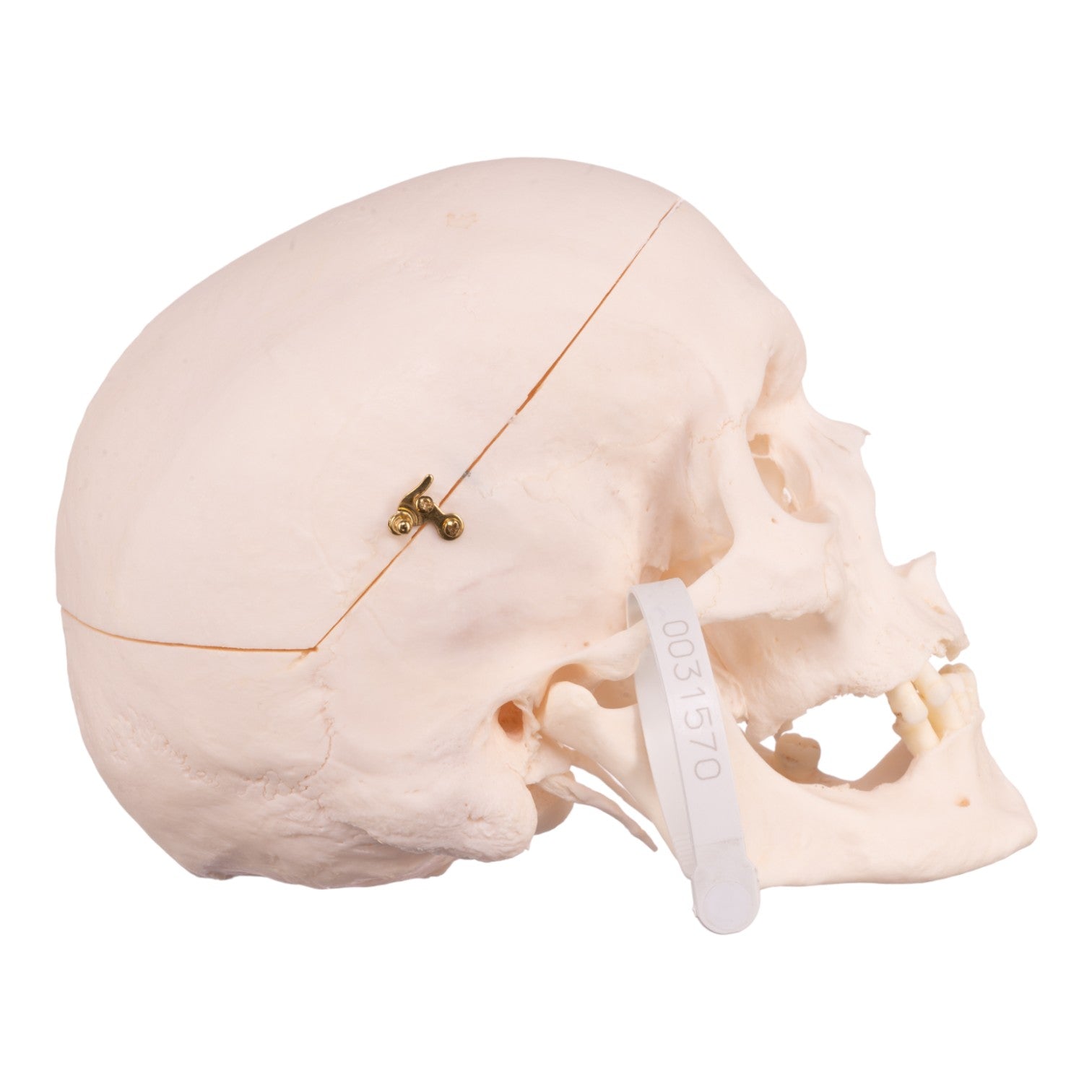 Premium Anatomical Human Skull Model - Accurate Medical & Educational Tool for Students, Doctors & Researchers | Perfect for Classrooms, Labs & Halloween Decor