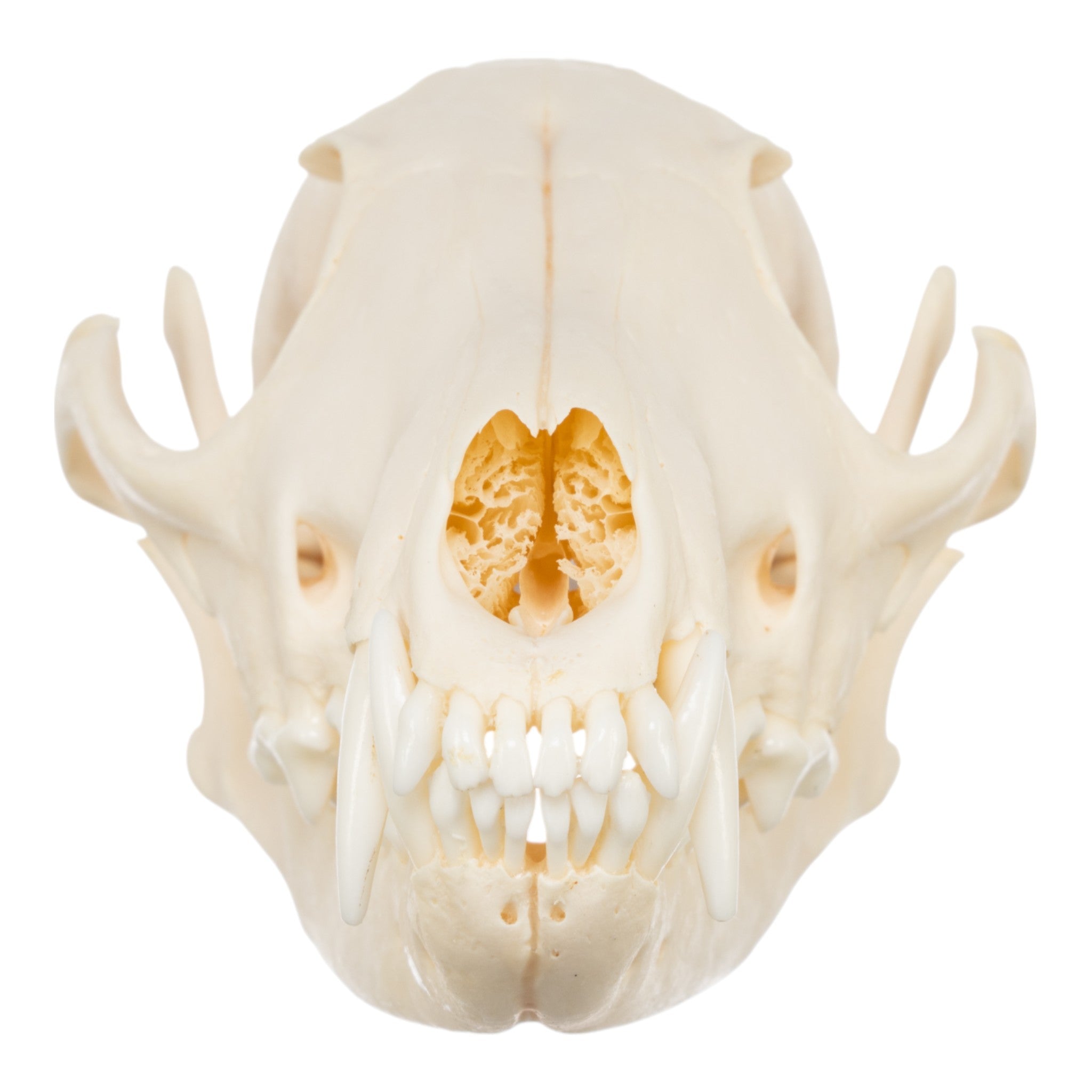Authentic Real Red Fox Skull - Taxidermy Specimen for Collectors, Oddity Decor & Gothic Home Decor | Perfect for Halloween, Cabinets of Curiosities & Dark Academia Aesthetics