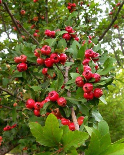 Premium Crataegus Opaca Mayhaw Fruit Tree Seeds for Planting – Grow Delicious Southern Berries at Home | Perfect for Jams, Jellies, and Landscaping