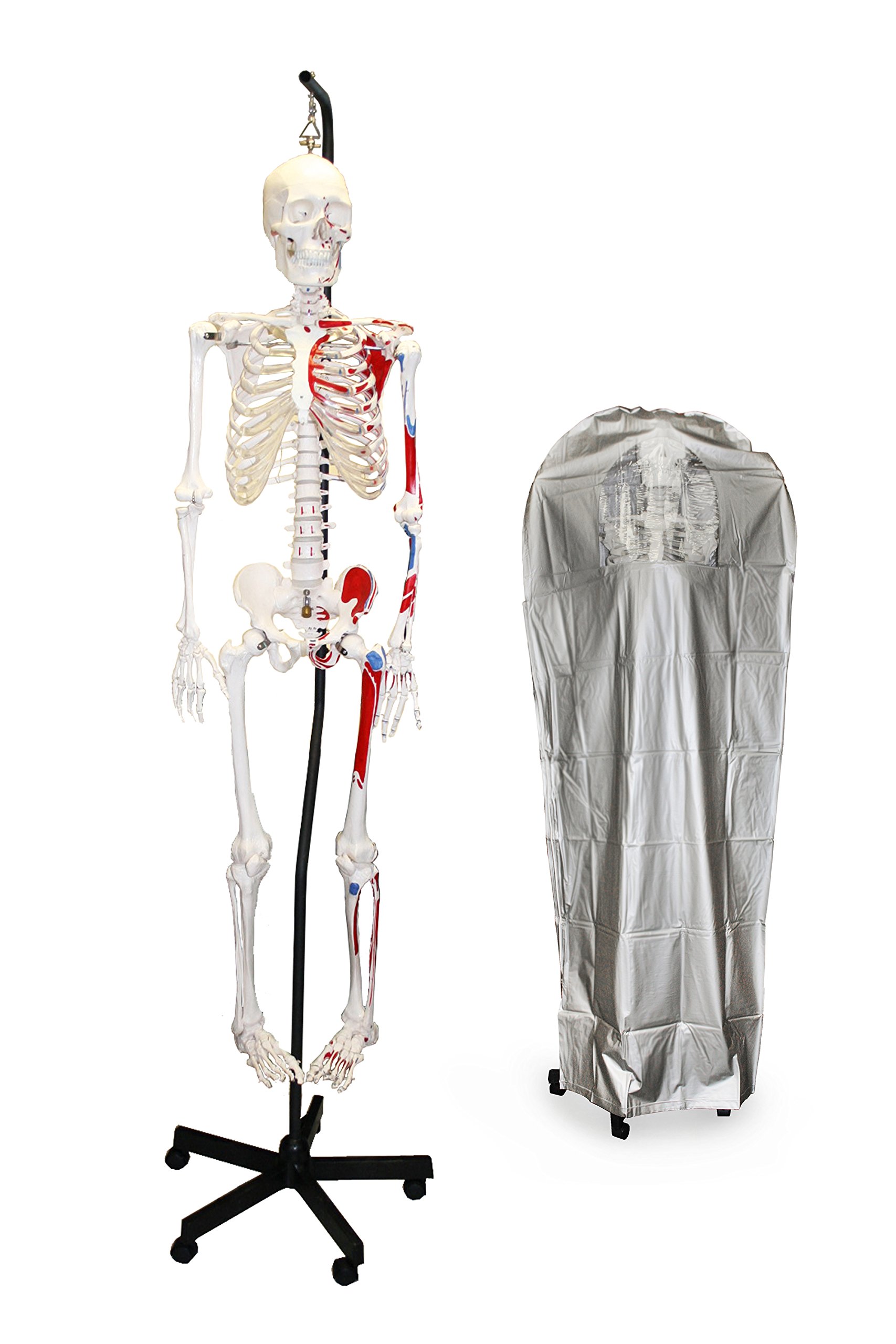 Vision Scientific VAS200H-DC Medical Grade Life-Size Human Skeleton Model (66