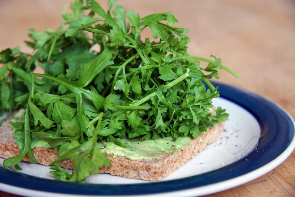 Organic Curled Cress Seeds - Heirloom Non-GMO 50+ Count for Microgreens & Sprouts | Broadleaf Cress for Salads, Sandwiches & Garnishing | Country Creek Acres Premium Quality