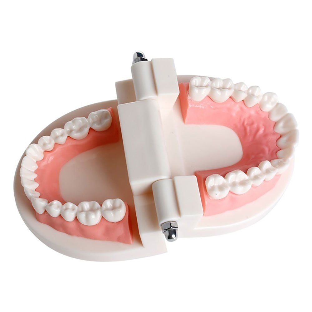 Adult Dental Teeth Teaching Model - Standard Dentures with Gums for Brushing Demonstration | Perfect for Kindergarten, Dental Schools & Oral Hygiene Education