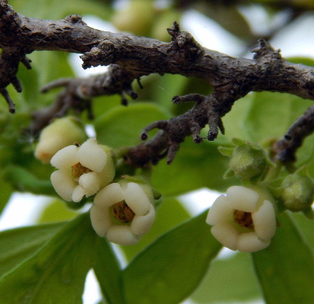 American Persimmon Tree (Diospyros virginiana) - 3.25