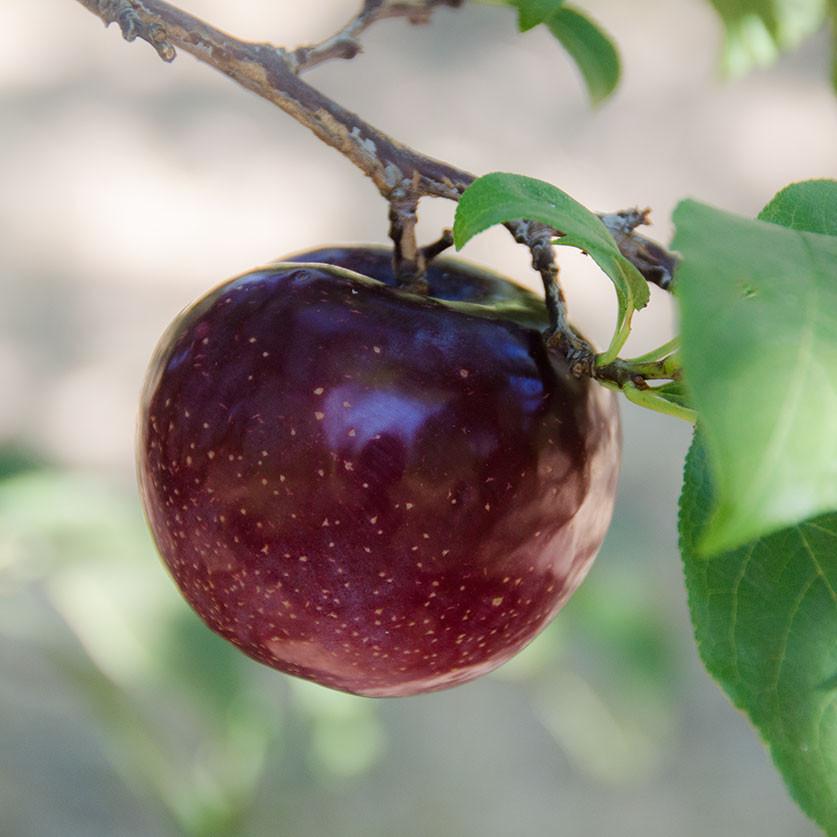 Organic Flavor King Pluots - Sweet & Juicy Hybrid Fruit | Pre-Order Now for Summer 2025 Delivery | Perfect for Fresh Eating, Baking & Gourmet Recipes