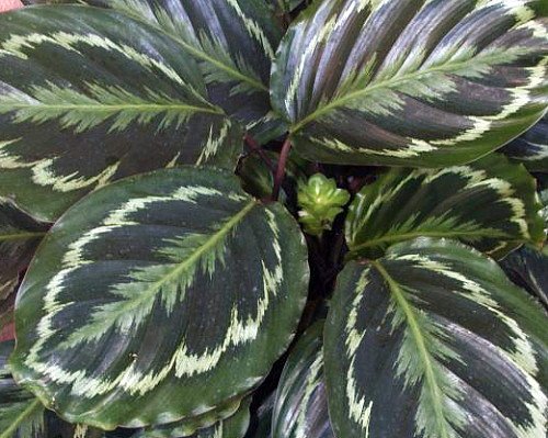 Calathea Medallion Prayer Plant - Easy Care Indoor House Plant in 4 Inch Pot - Perfect for Home Office Decor & Low Light Spaces