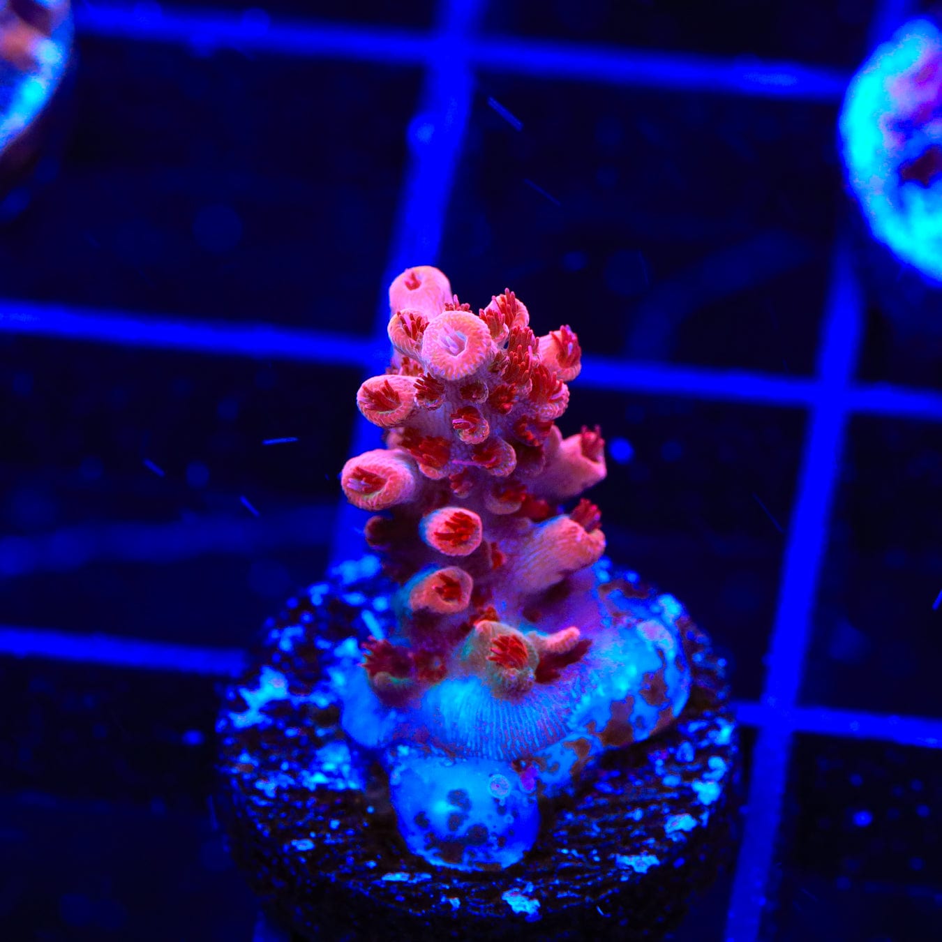 Premium CB Maleficent Acropora Coral for Saltwater Aquariums - Vibrant Purple & Green SPS Coral Frag for Reef Tanks - Perfect for Coral Propagation and Aquascaping