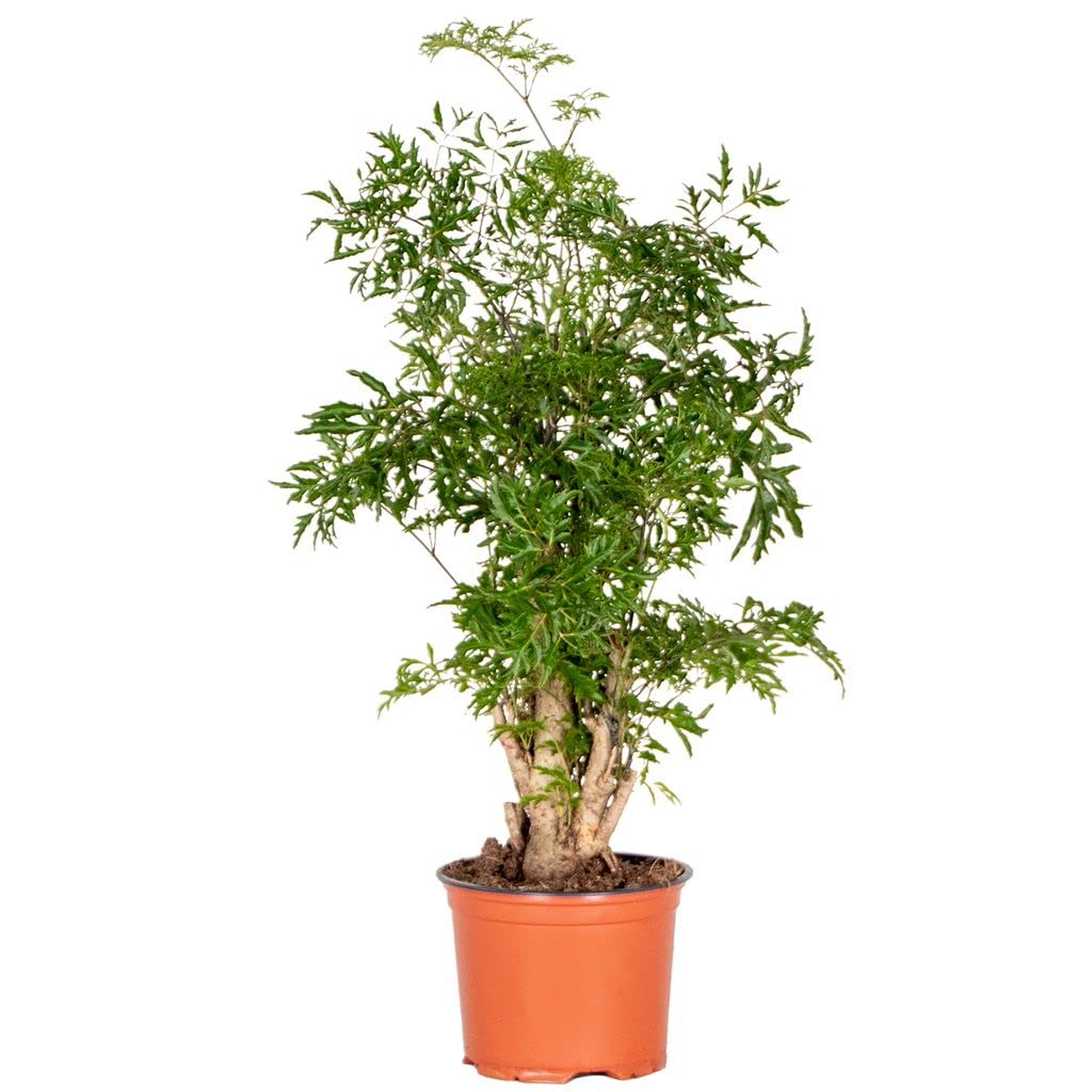 Ming Aralia Live Plant - 6 Inch Pot - 6-8 Inches Tall Indoor Houseplant for Home, Office & Garden Decor - Perfect for Living Room, Bedroom & Office Spaces
